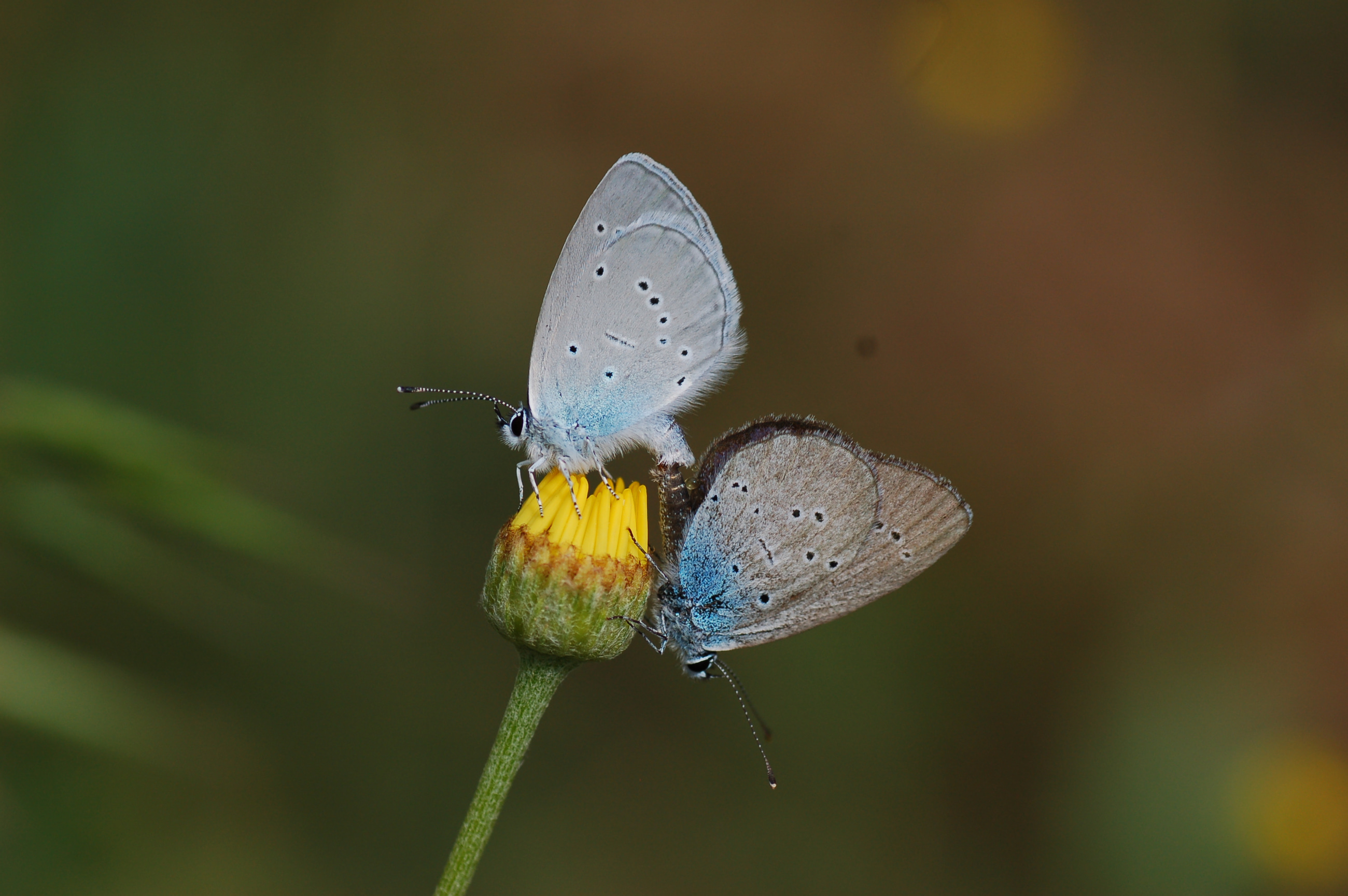 Cupido osiris (Mavi Osiris) butterfly photo