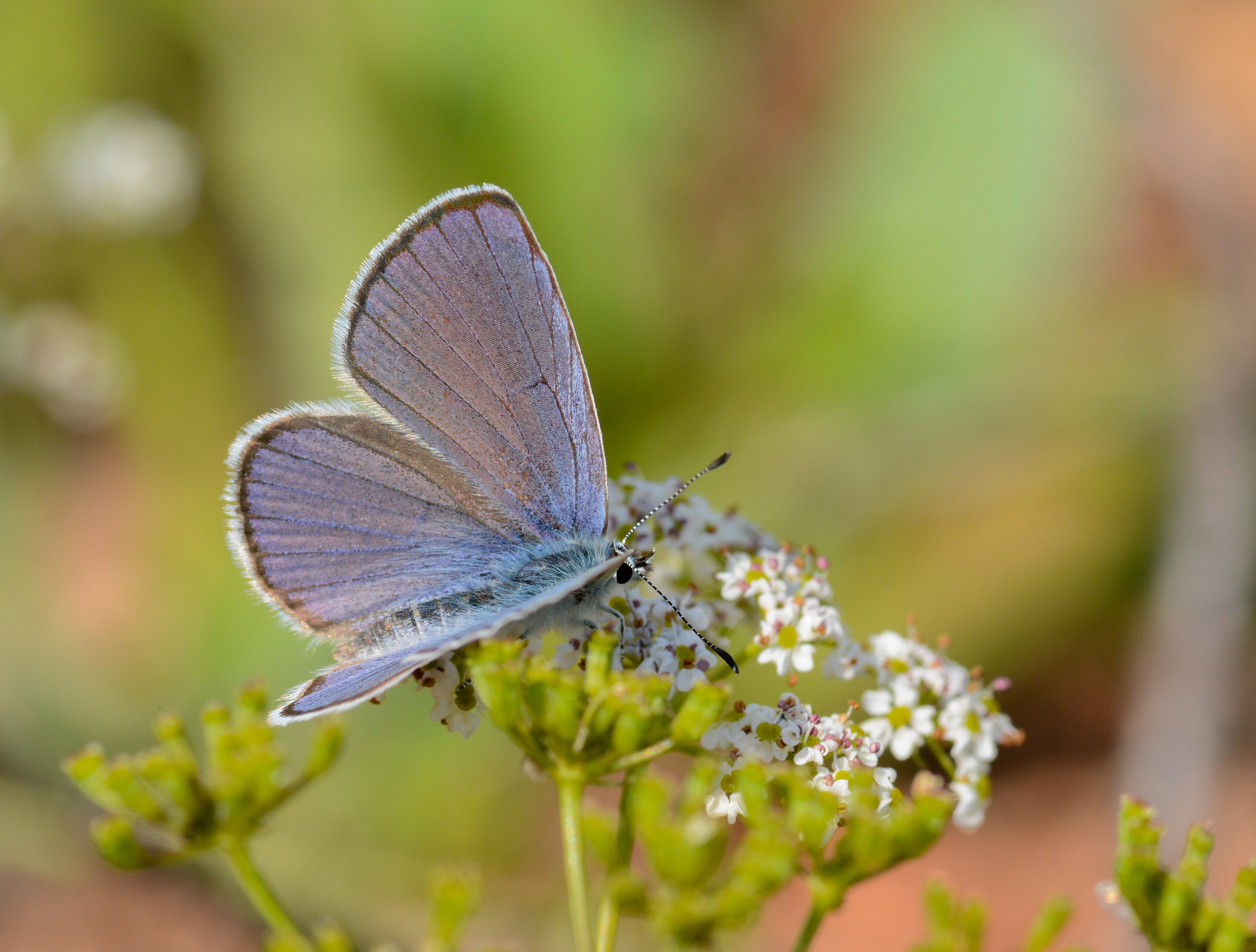 Cupido osiris (Mavi Osiris) butterfly photo