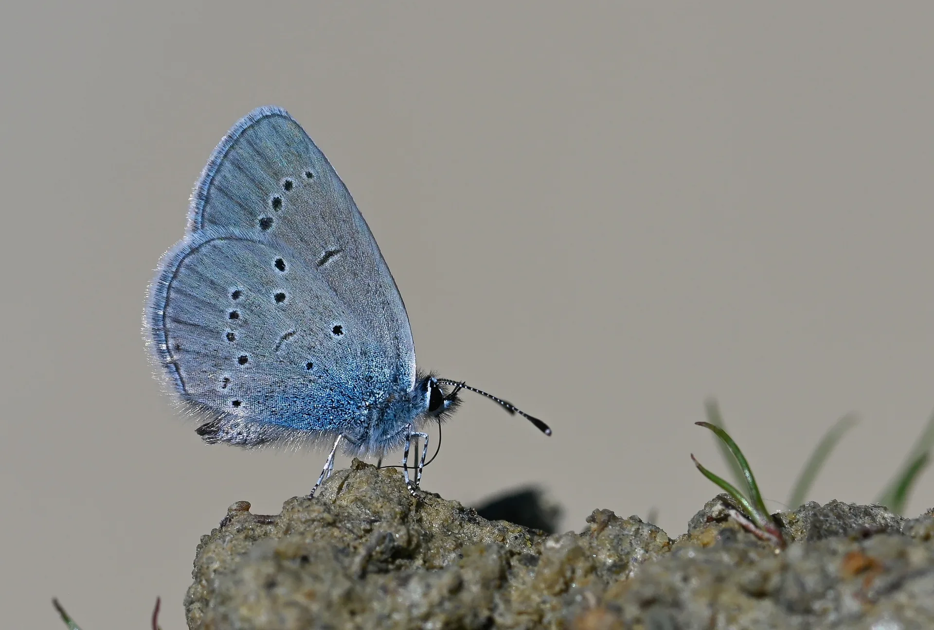 Cupido staudingeri (Staudinger'in Minikmavisi) butterfly photo