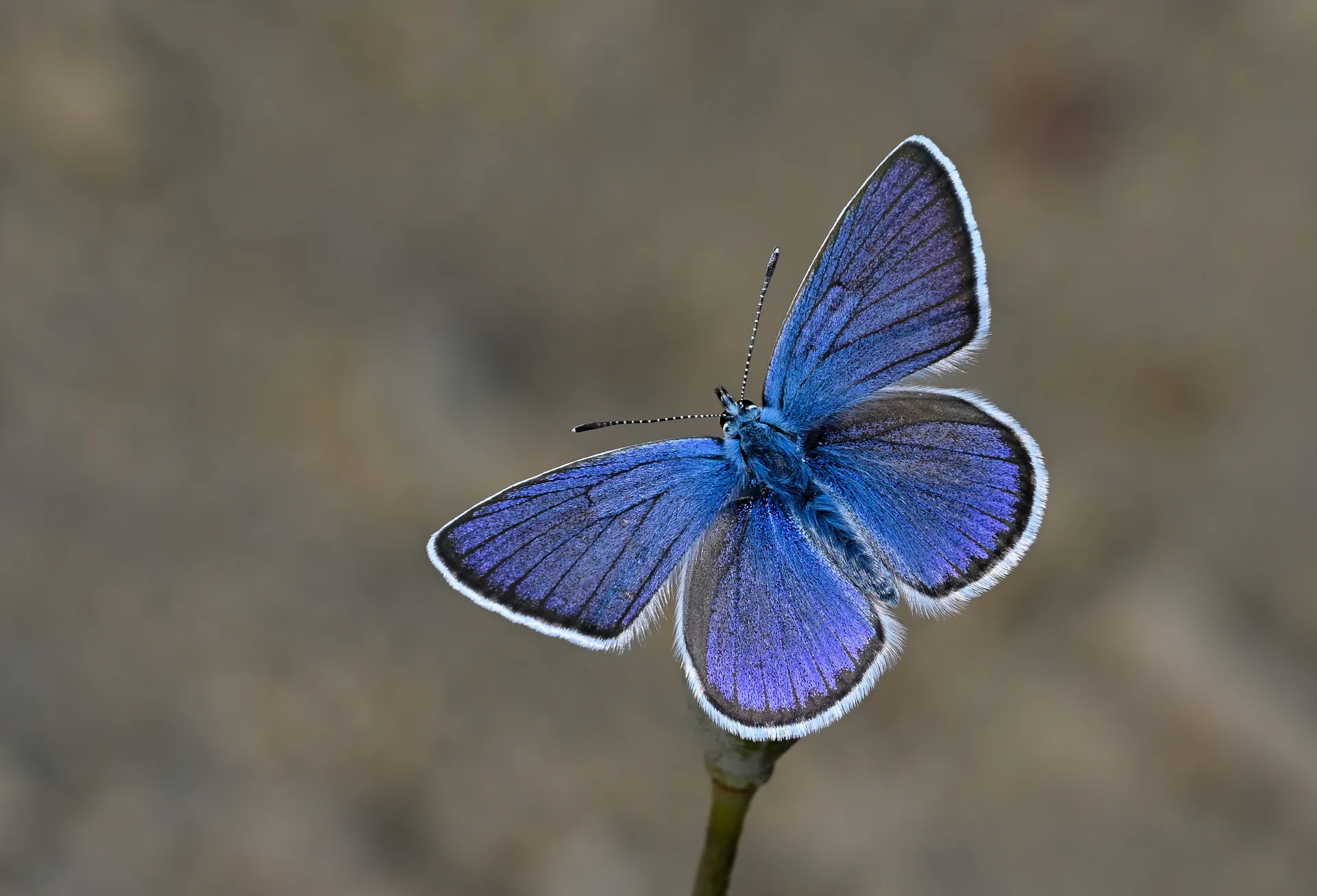 Cyaniris bellis (Çokgözlü Güzelmavi) butterfly photo