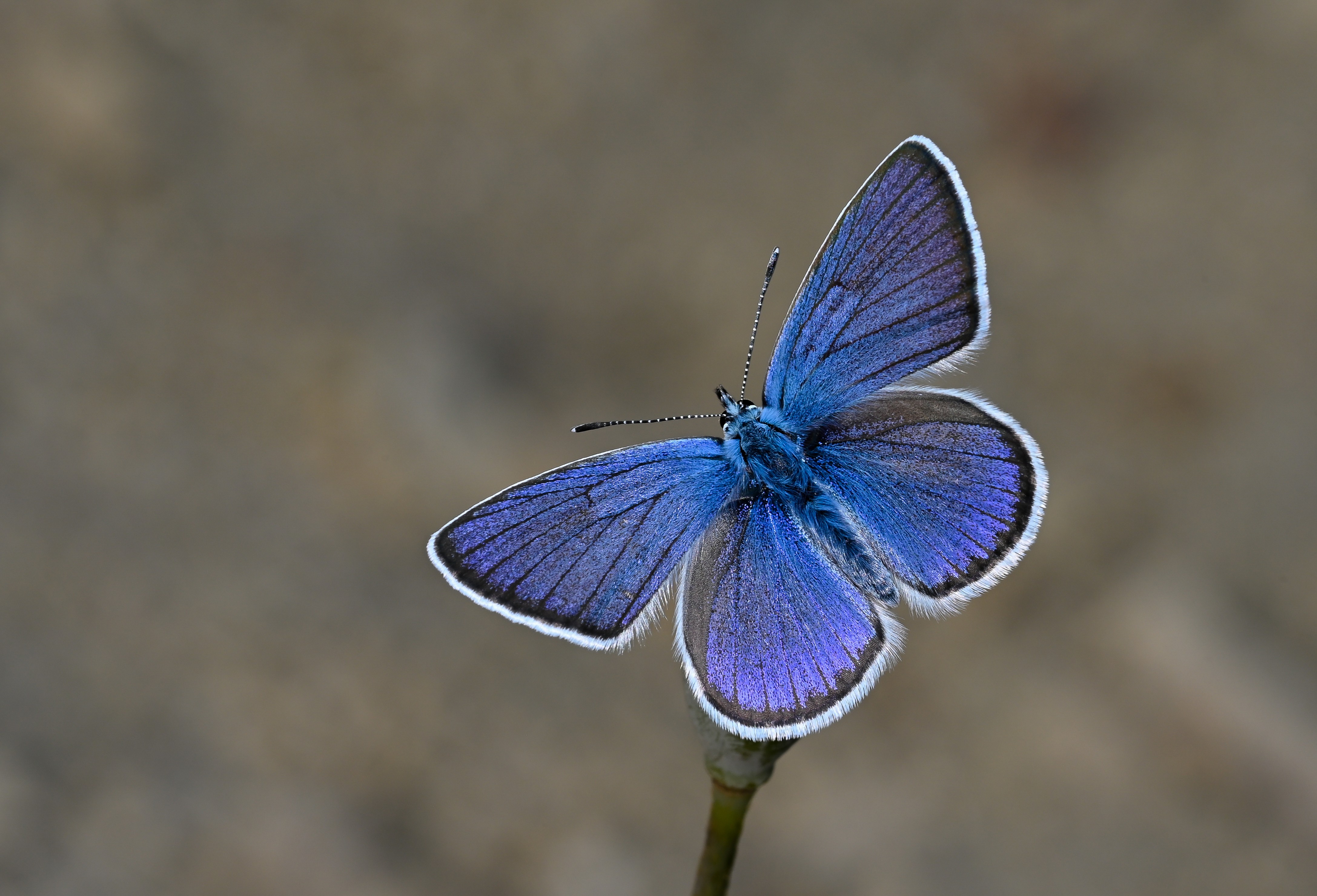 Cyaniris bellis (Çokgözlü Güzelmavi) butterfly photo