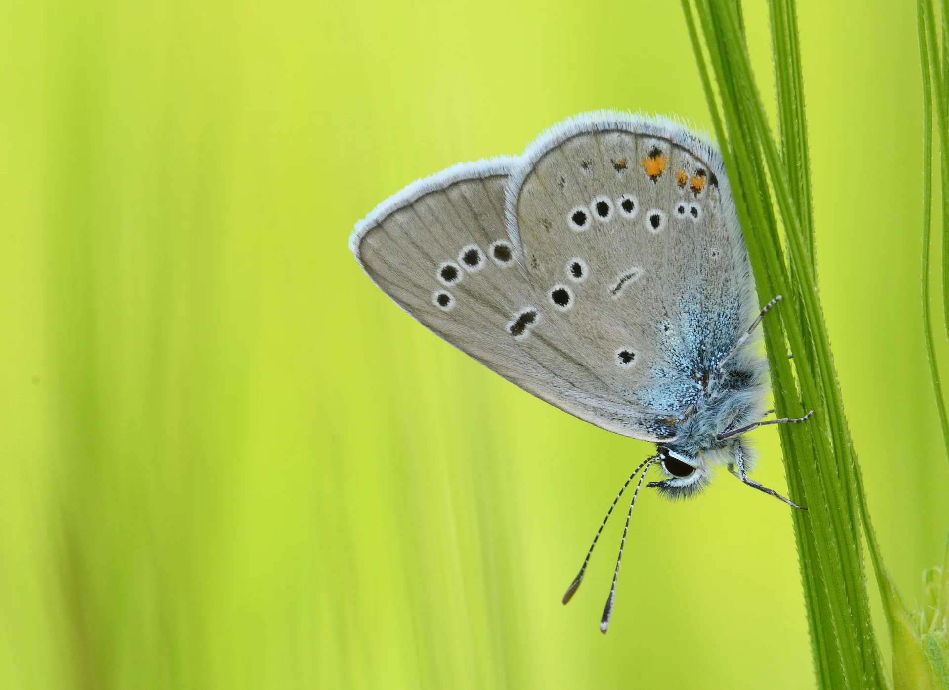 Cyaniris bellis (Ã‡okgÃ¶zlÃ¼ GÃ¼zelmavi) butterfly photo