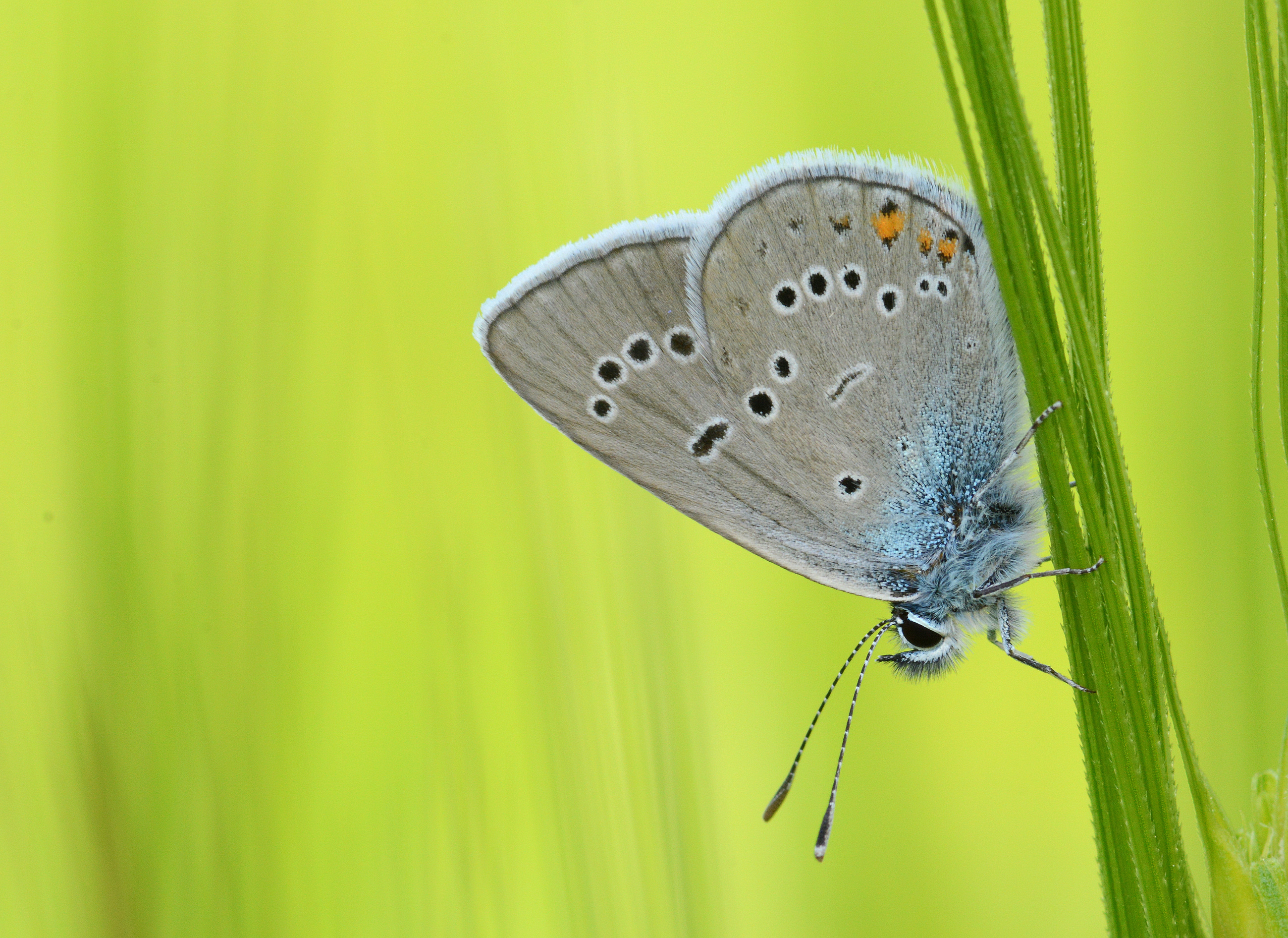 Cyaniris bellis (Çokgözlü Güzelmavi) butterfly photo