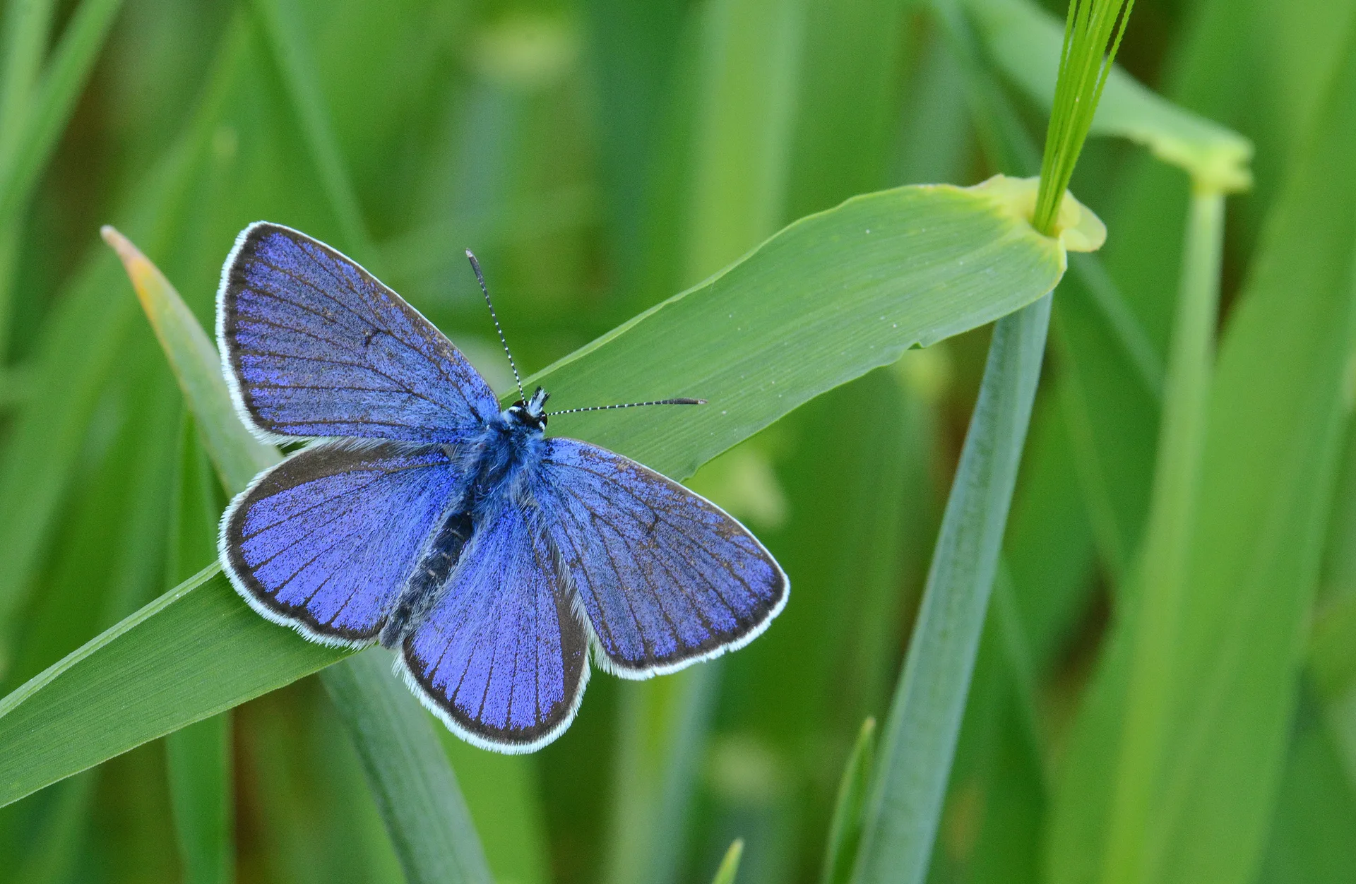 Cyaniris bellis (Ã‡okgÃ¶zlÃ¼ GÃ¼zelmavi) butterfly photo