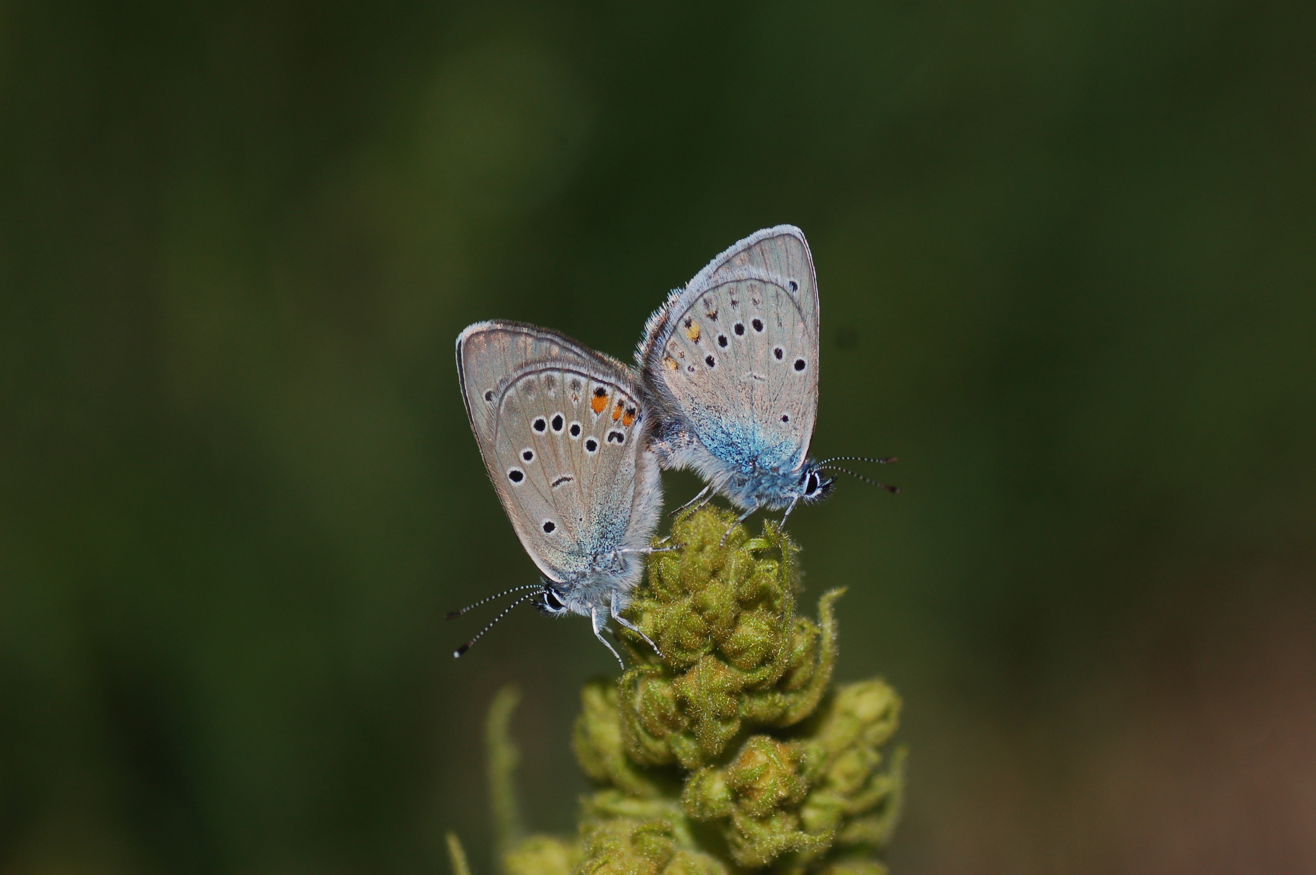 Cyaniris bellis (Çokgözlü Güzelmavi) butterfly photo