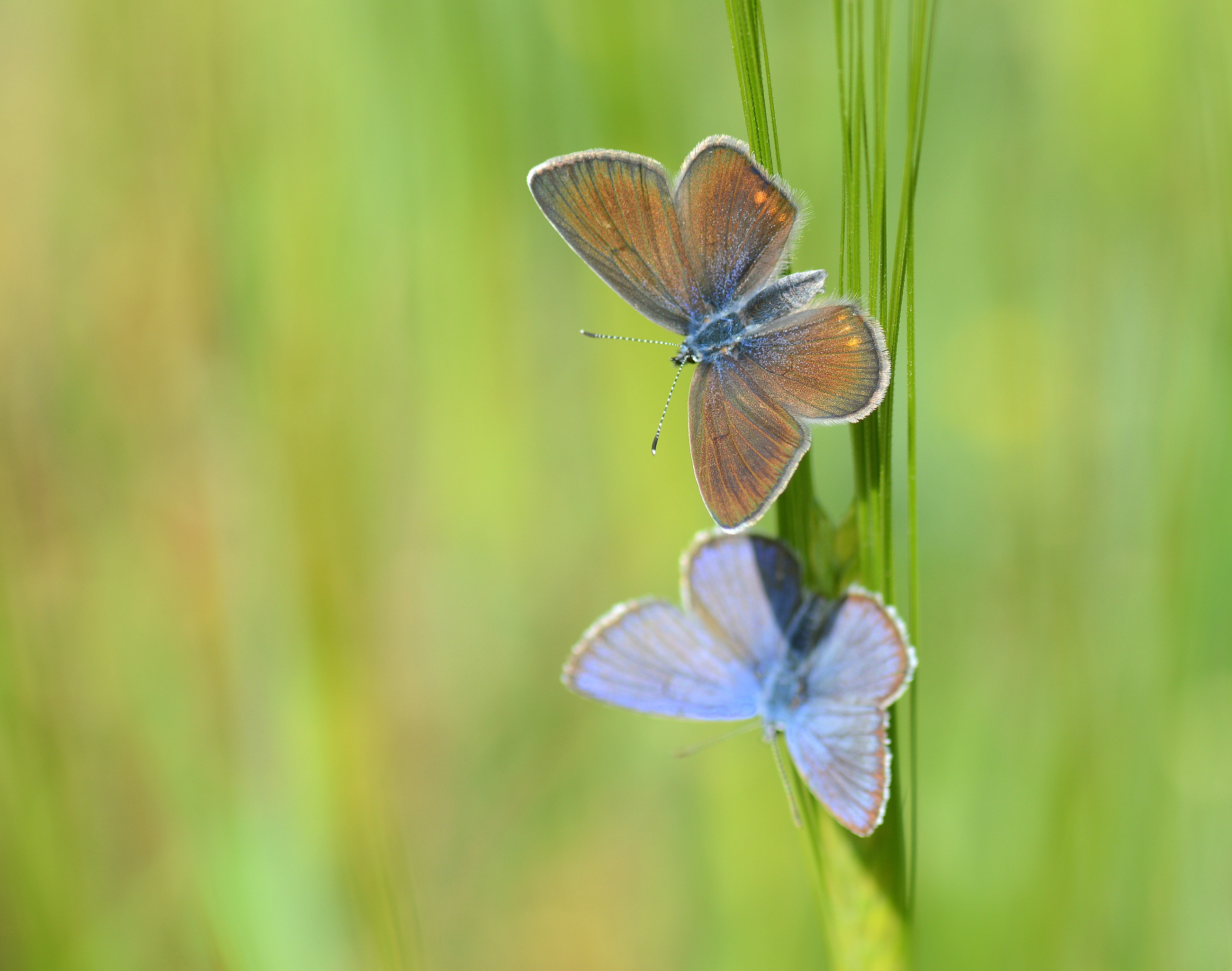 Cyaniris bellis (Çokgözlü Güzelmavi) butterfly photo