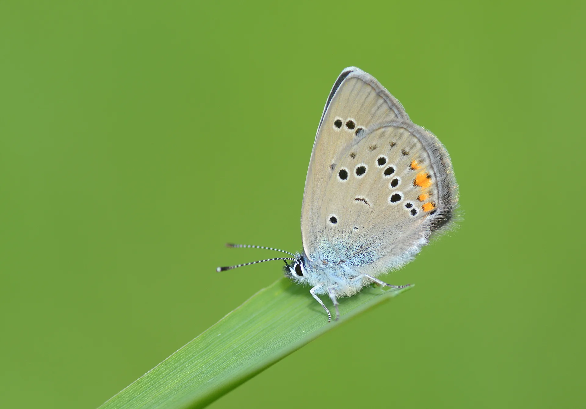 Cyaniris bellis (Ã‡okgÃ¶zlÃ¼ GÃ¼zelmavi) butterfly photo
