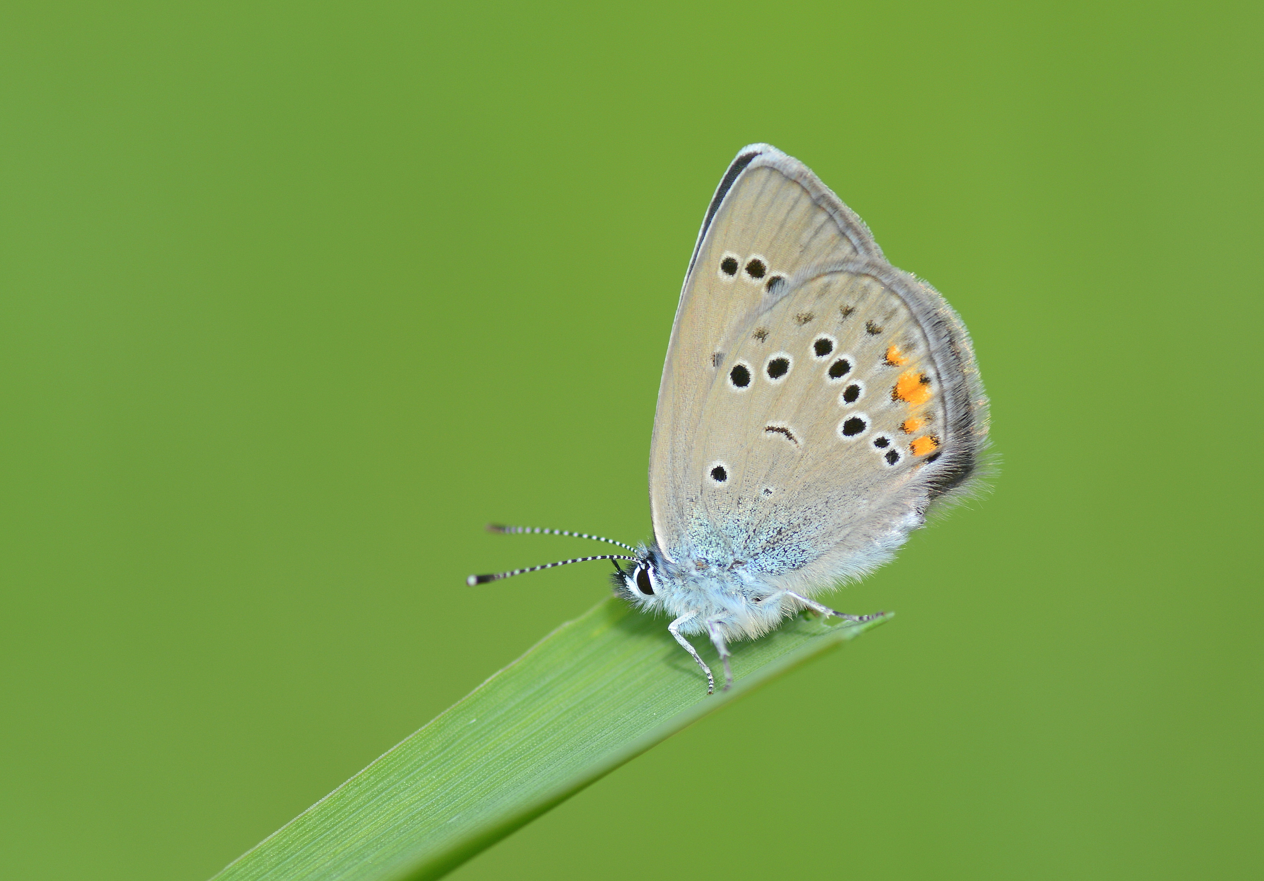 Cyaniris bellis (Çokgözlü Güzelmavi) butterfly photo