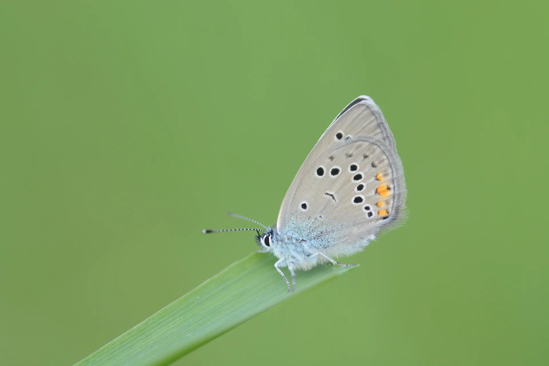 Cyaniris bellis (Ã‡okgÃ¶zlÃ¼ GÃ¼zelmavi) butterfly photo