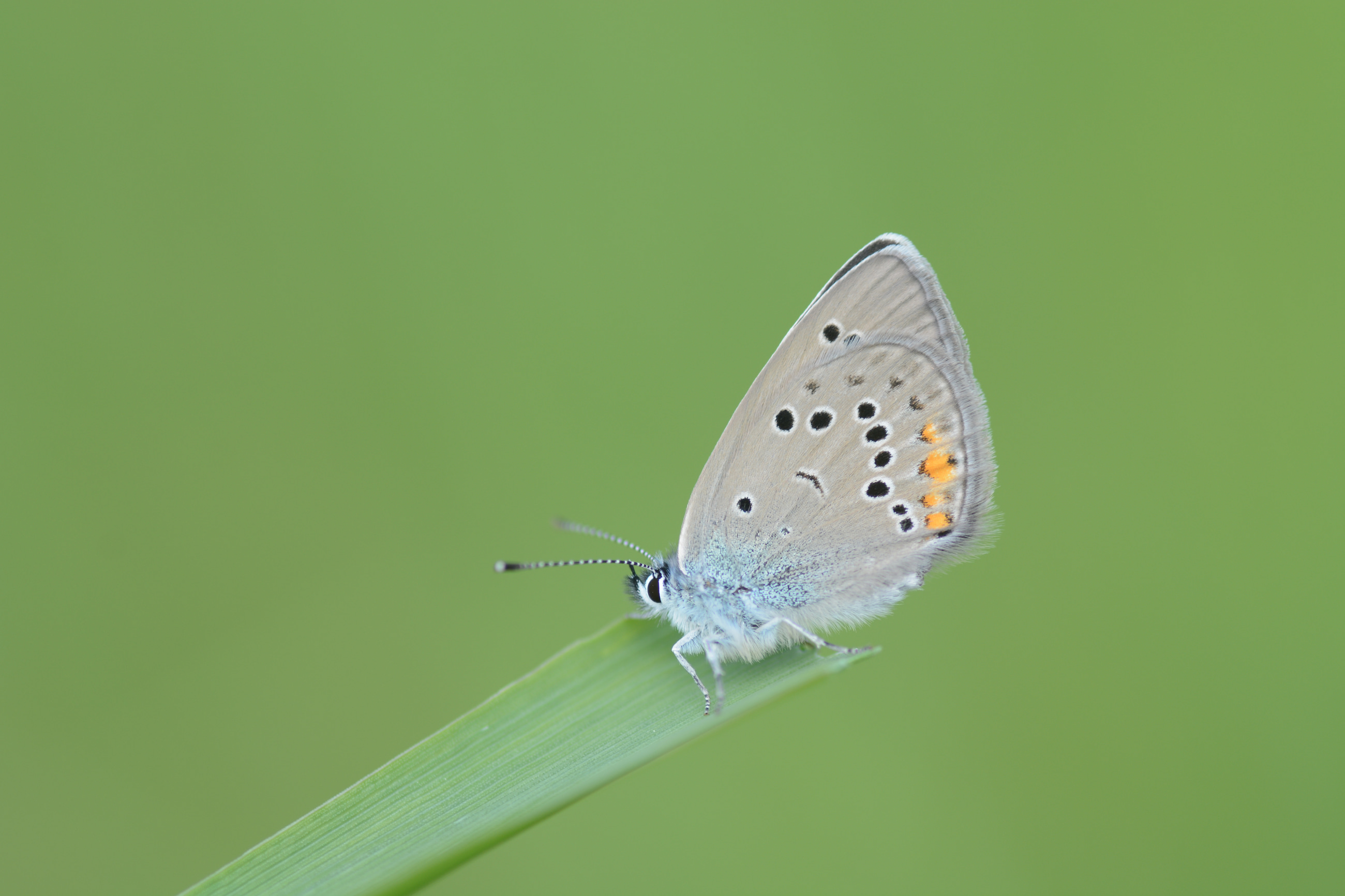 Cyaniris bellis (Çokgözlü Güzelmavi) butterfly photo