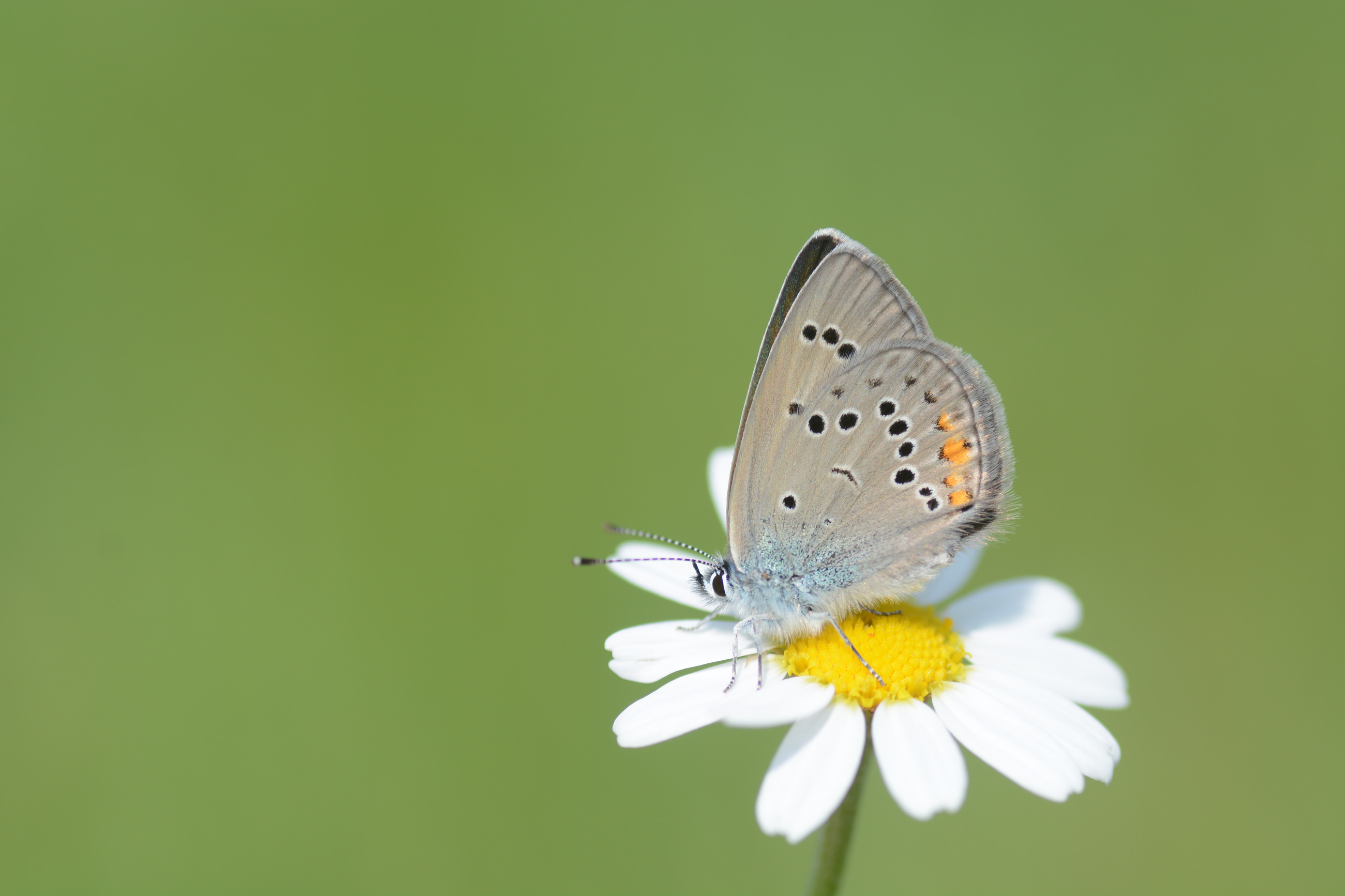 Cyaniris bellis (Çokgözlü Güzelmavi) butterfly photo