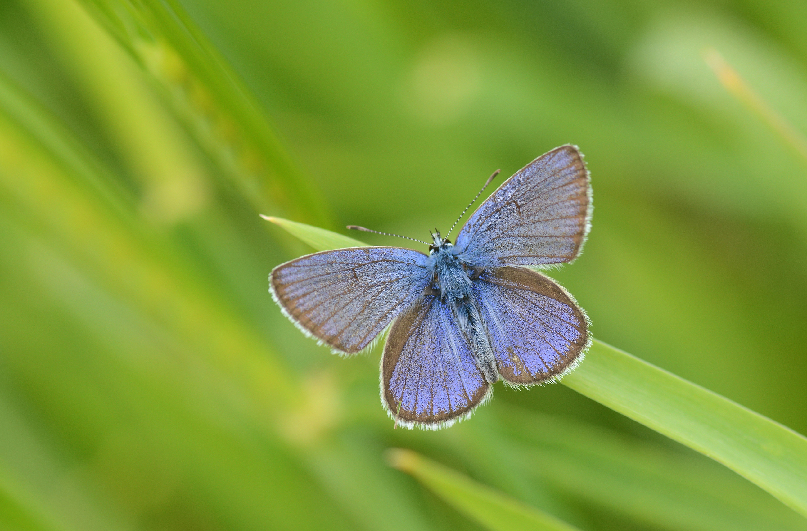 Cyaniris bellis (Çokgözlü Güzelmavi) butterfly photo
