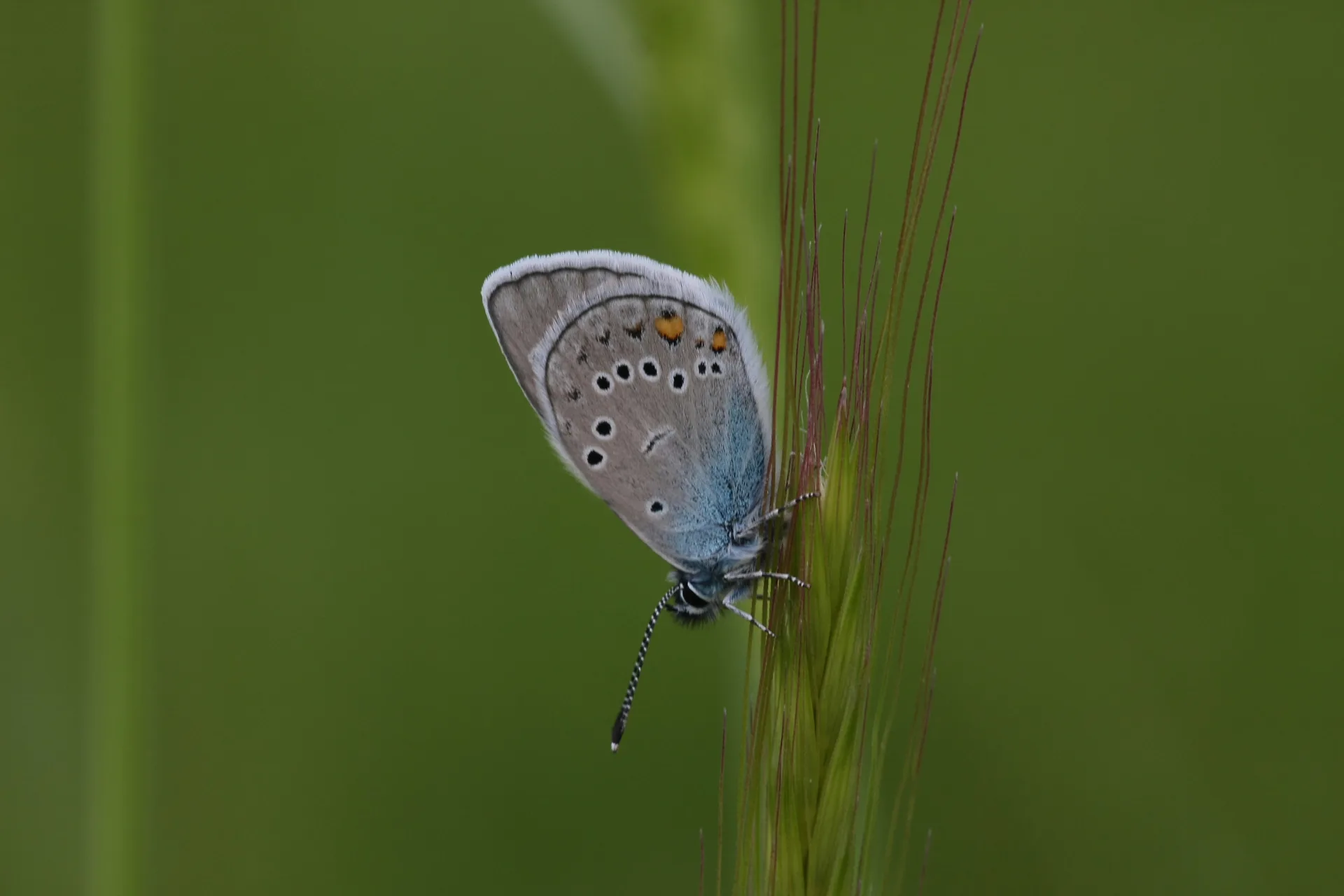 Cyaniris bellis (Ã‡okgÃ¶zlÃ¼ GÃ¼zelmavi) butterfly photo