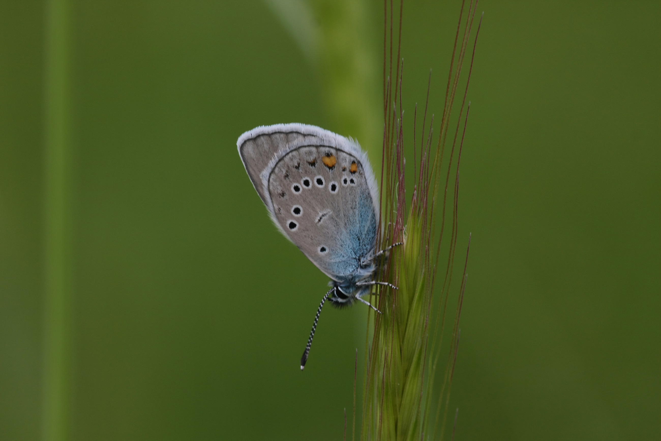 Cyaniris bellis (Çokgözlü Güzelmavi) butterfly photo