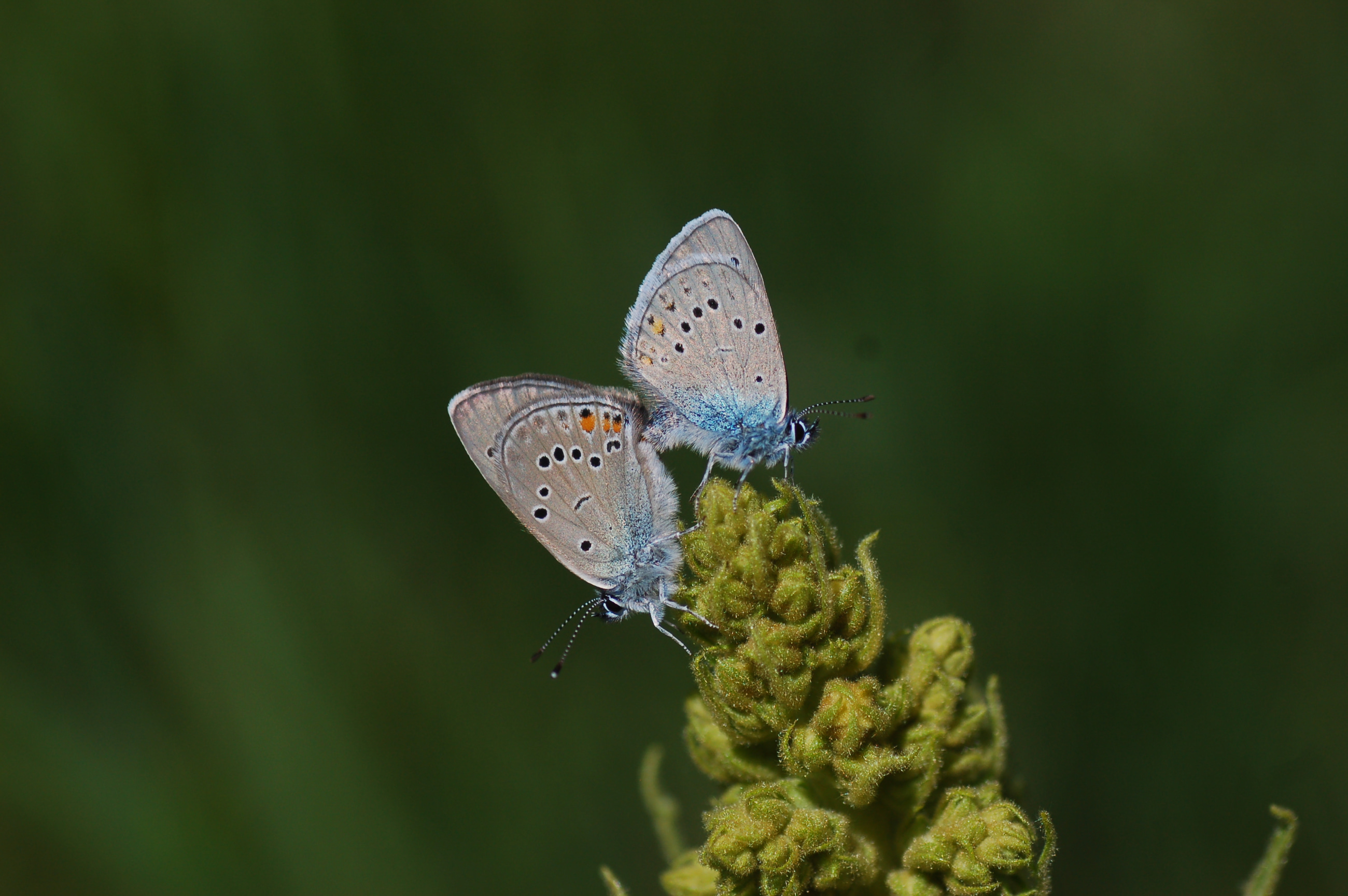 Cyaniris bellis (Çokgözlü Güzelmavi) butterfly photo