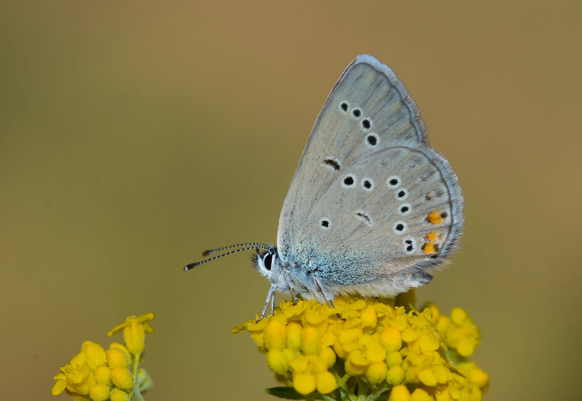 Cyaniris bellis (Ã‡okgÃ¶zlÃ¼ GÃ¼zelmavi) butterfly photo