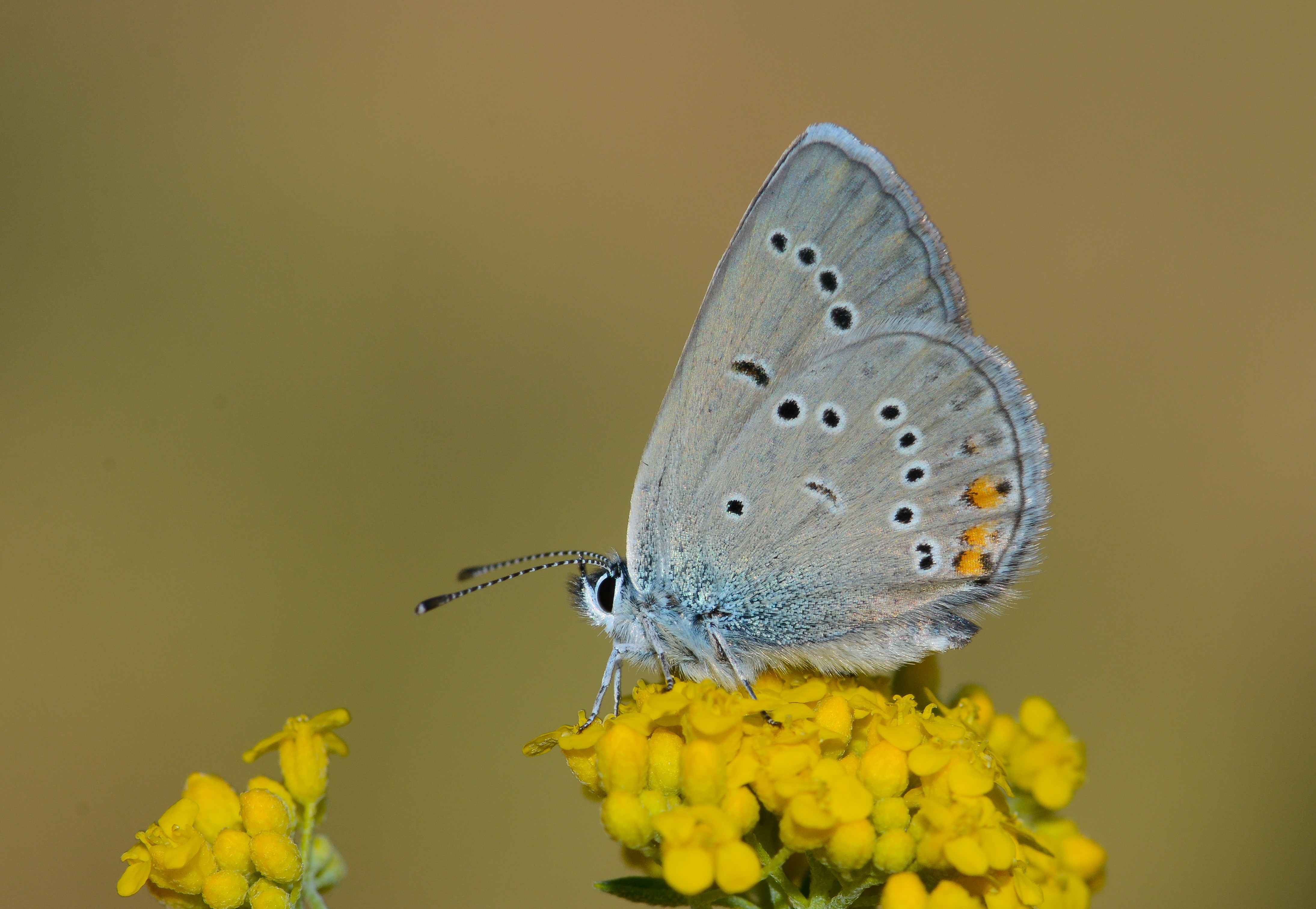 Cyaniris bellis (Çokgözlü Güzelmavi) butterfly photo
