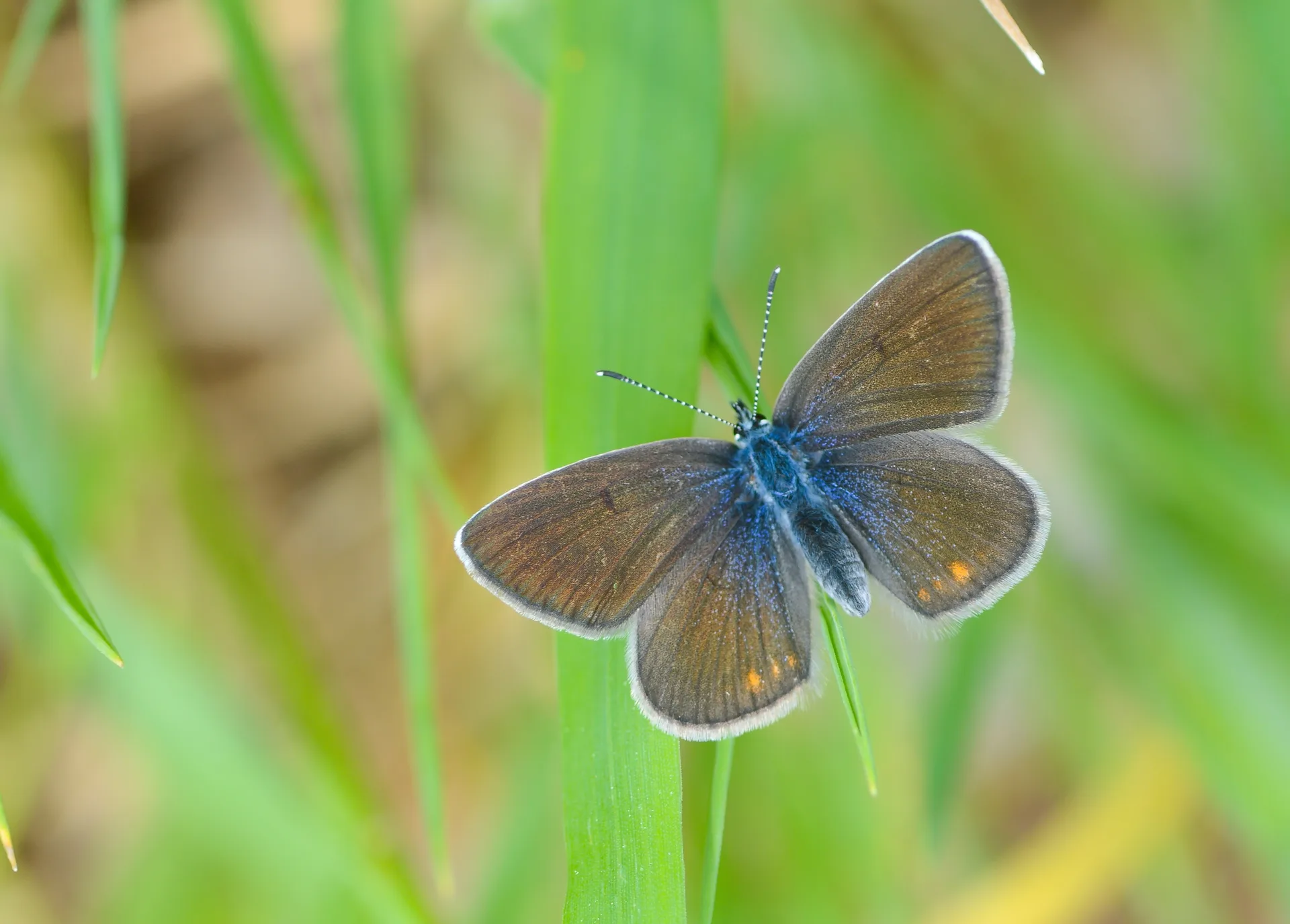 Cyaniris bellis (Ã‡okgÃ¶zlÃ¼ GÃ¼zelmavi) butterfly photo