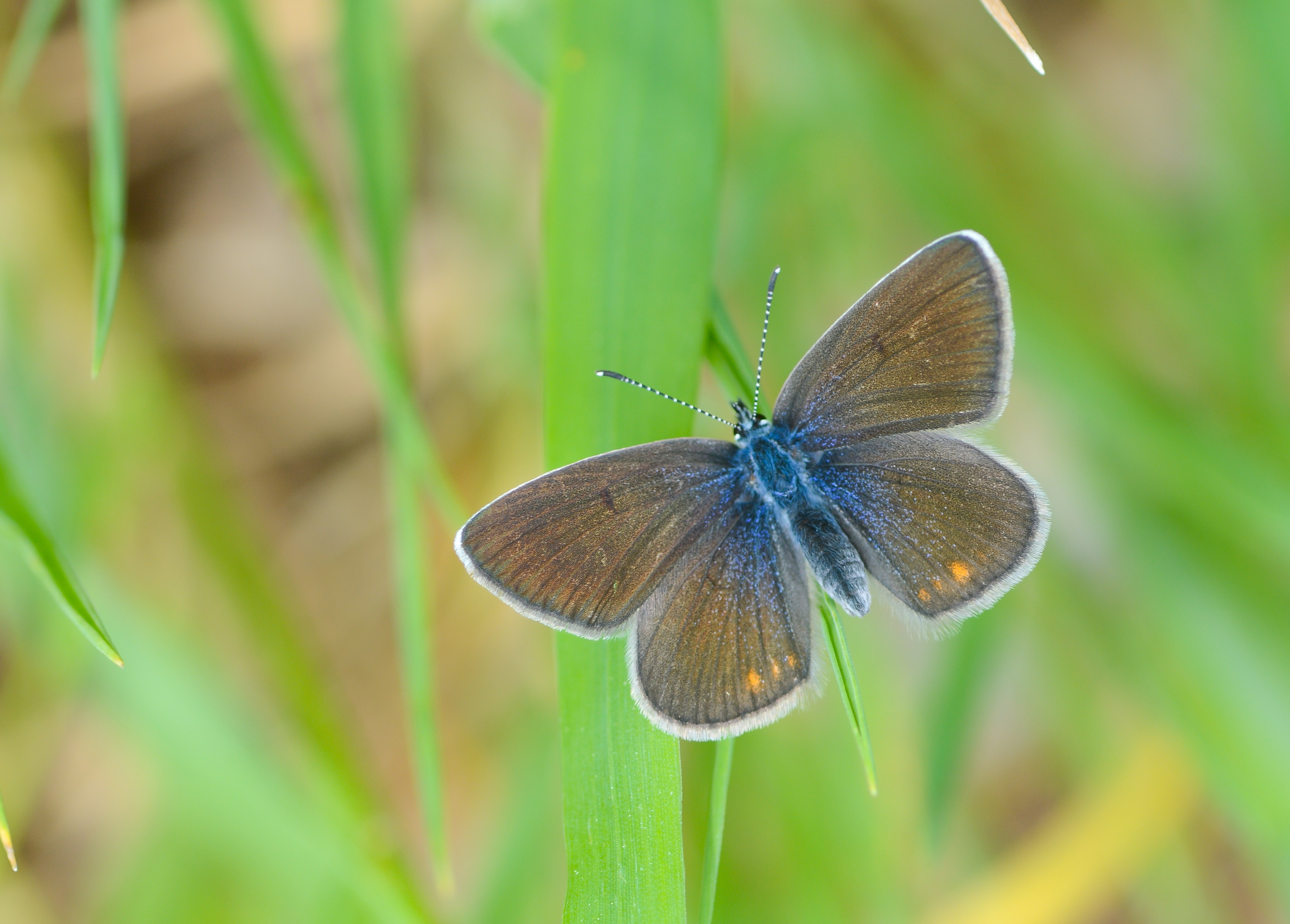 Cyaniris bellis (Çokgözlü Güzelmavi) butterfly photo