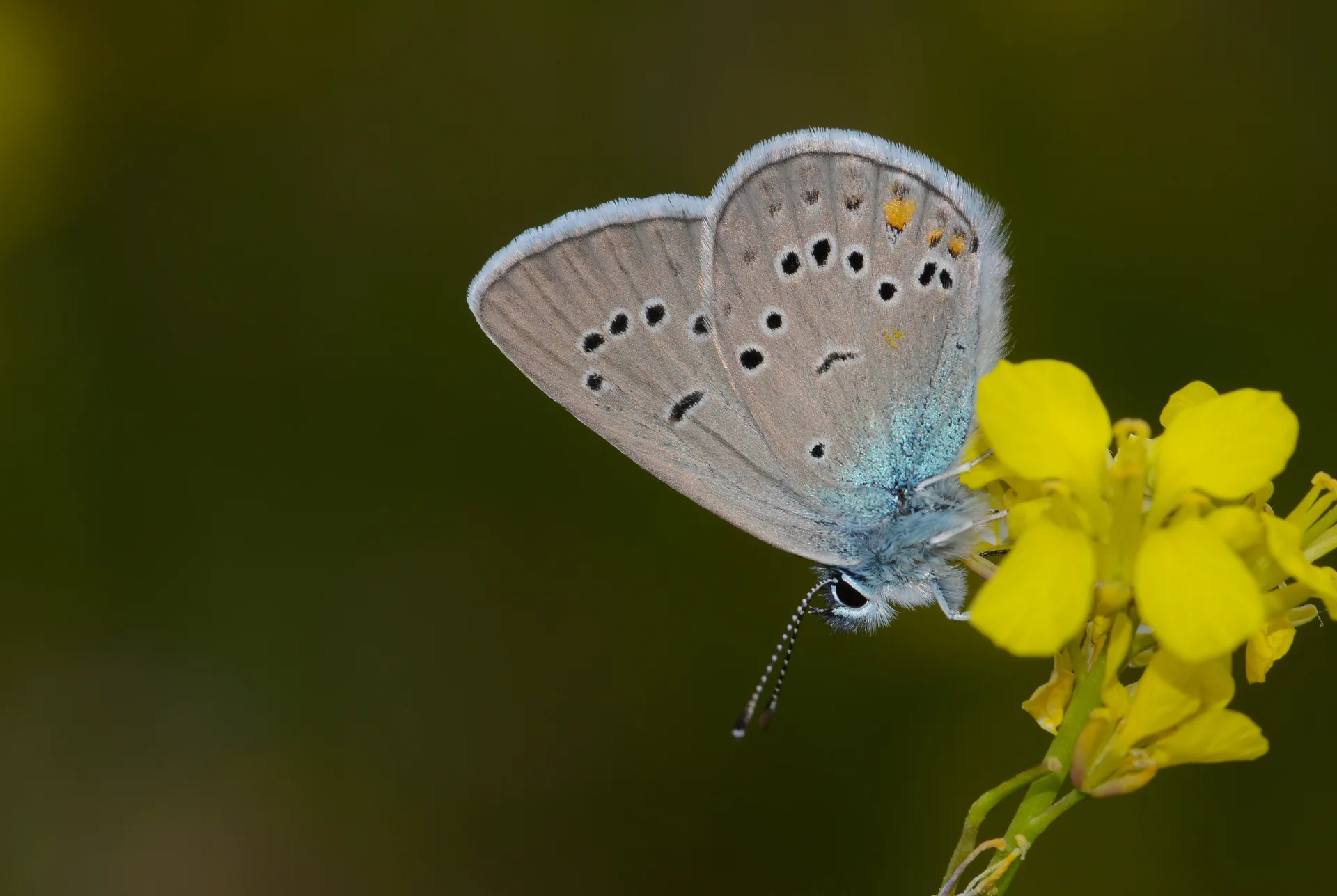 Cyaniris bellis (Ã‡okgÃ¶zlÃ¼ GÃ¼zelmavi) butterfly photo
