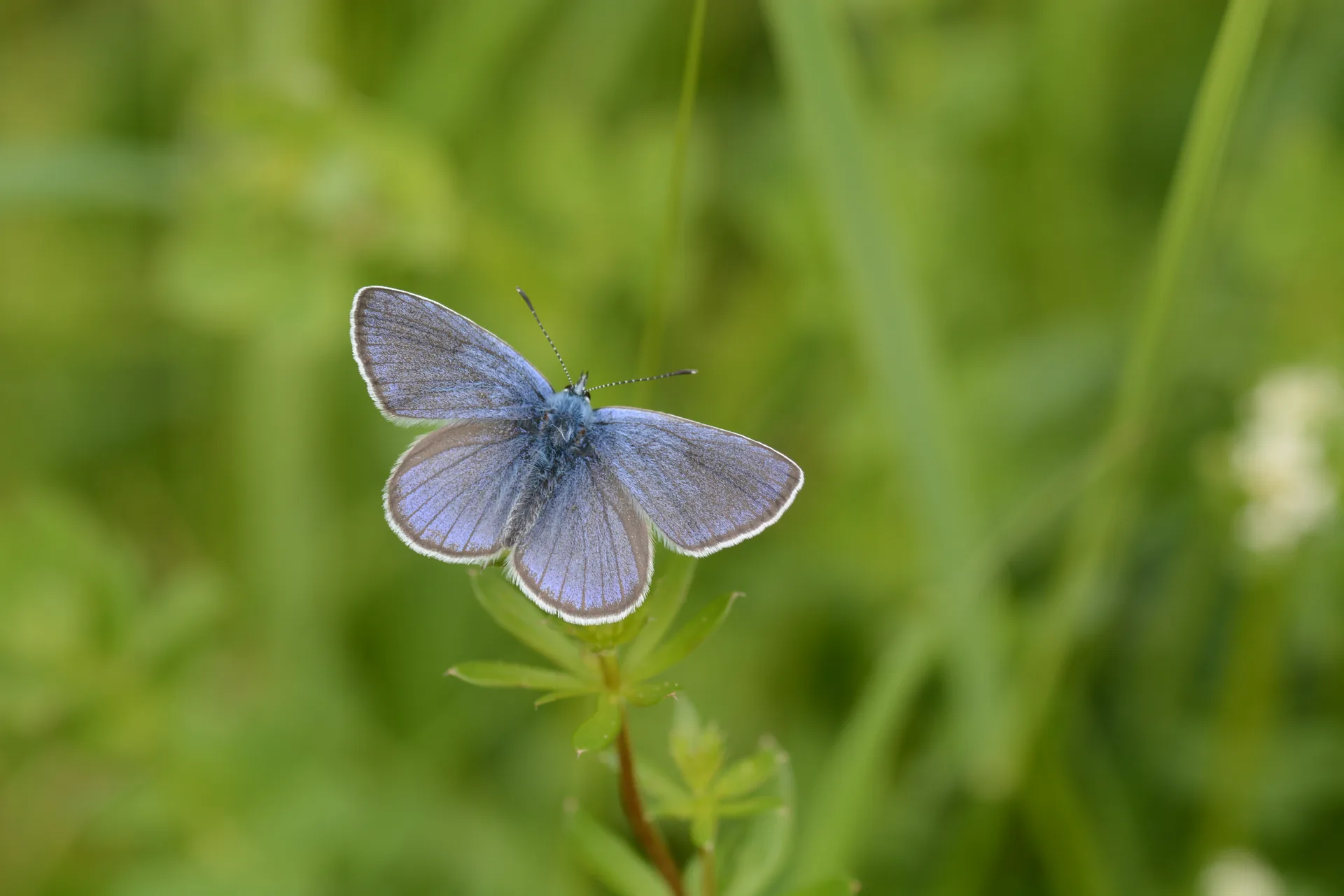 Cyaniris semiargus (Mazarinmavisi) butterfly photo