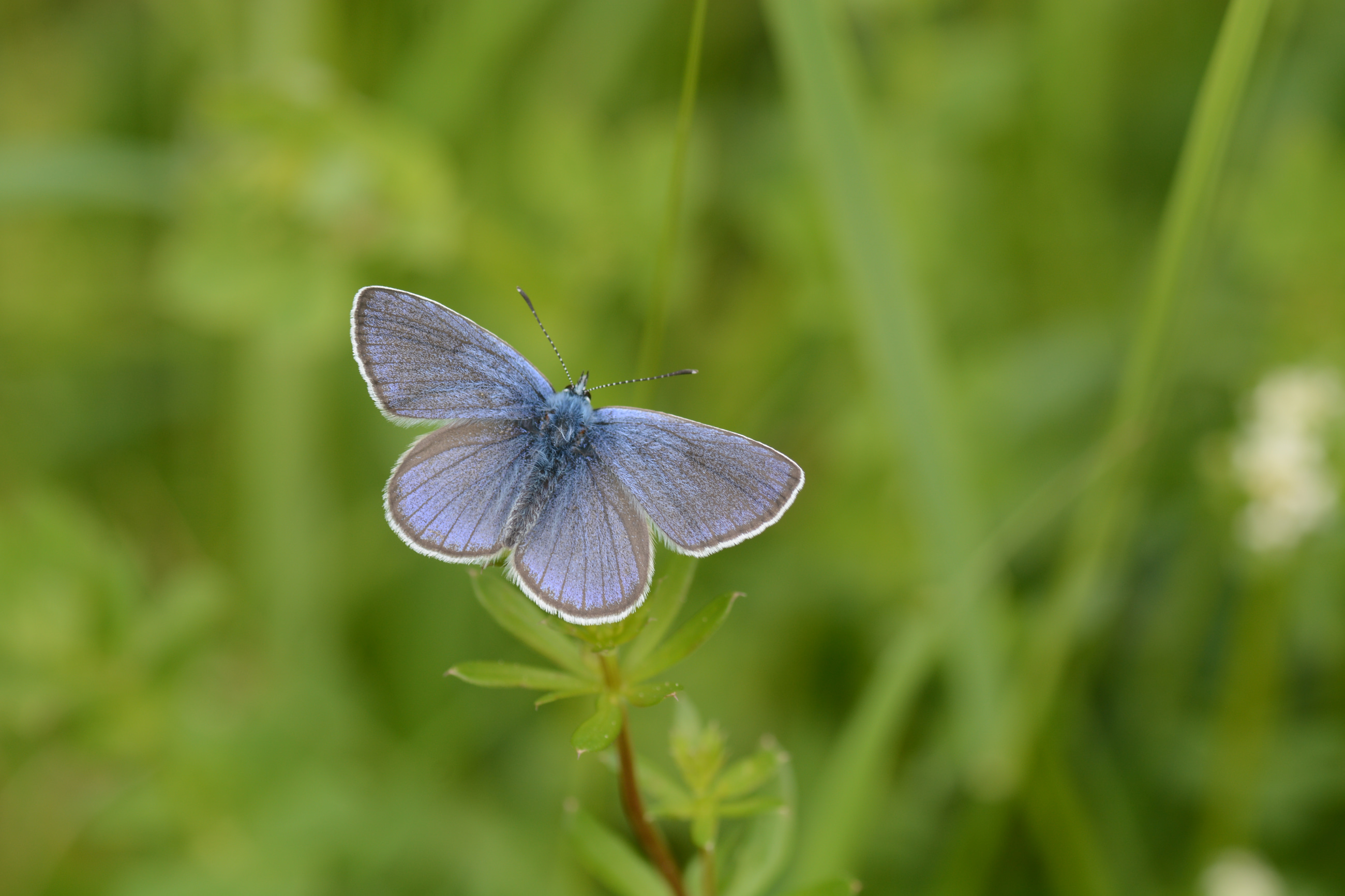 Cyaniris semiargus (Mazarinmavisi) butterfly photo