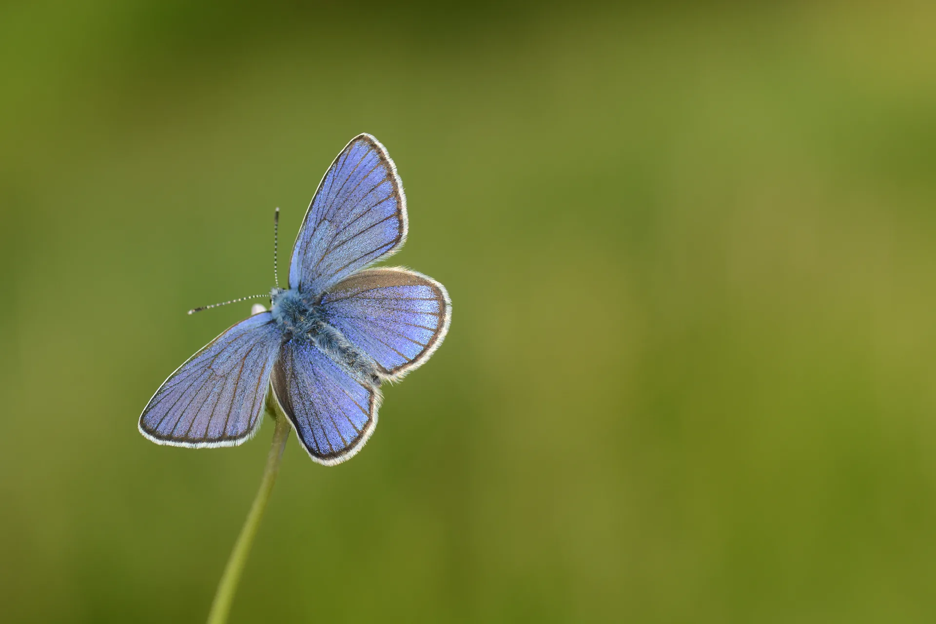 Cyaniris semiargus (Mazarinmavisi) butterfly photo