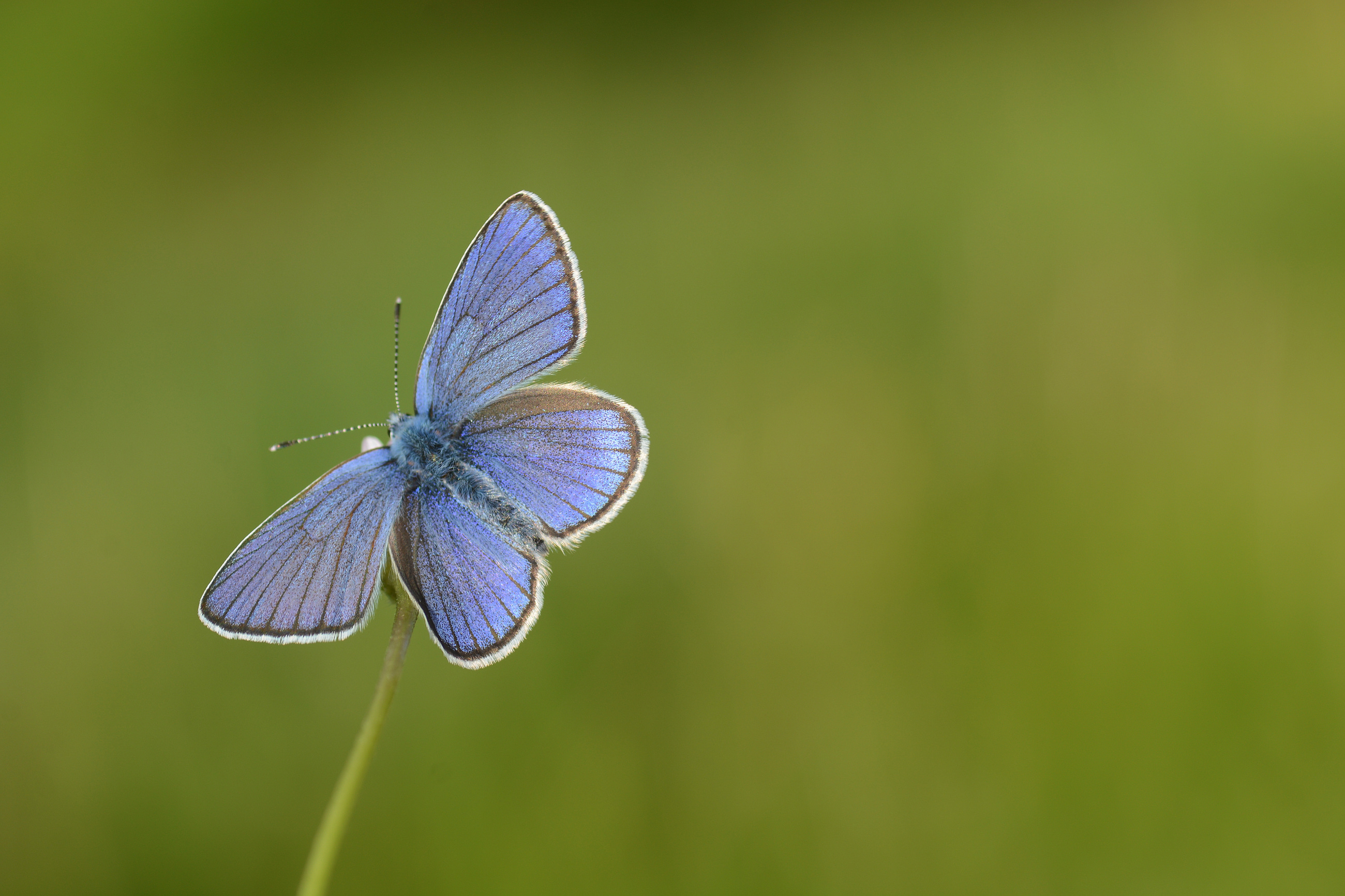 Cyaniris semiargus (Mazarinmavisi) butterfly photo
