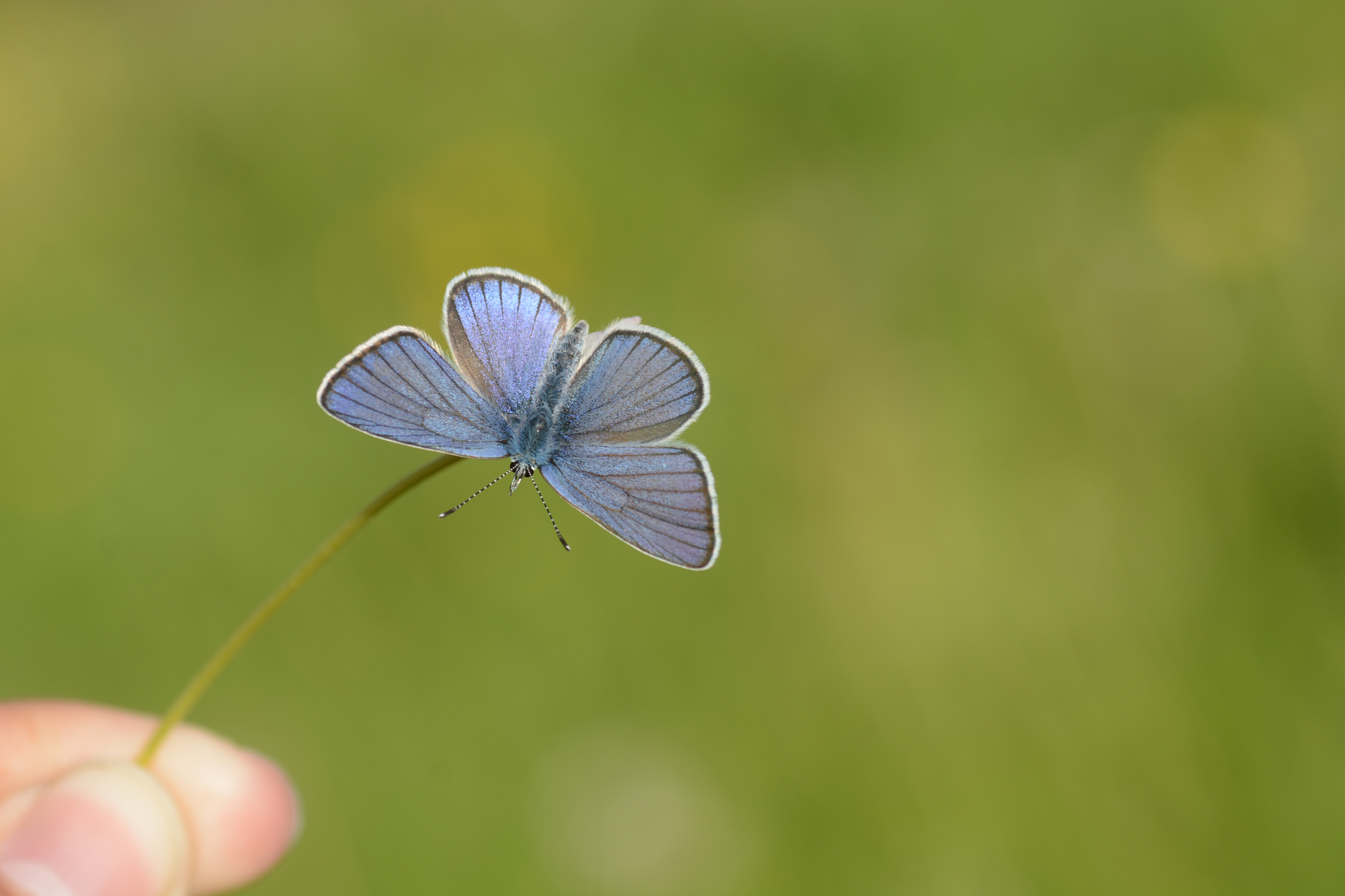 Cyaniris semiargus (Mazarinmavisi) butterfly photo