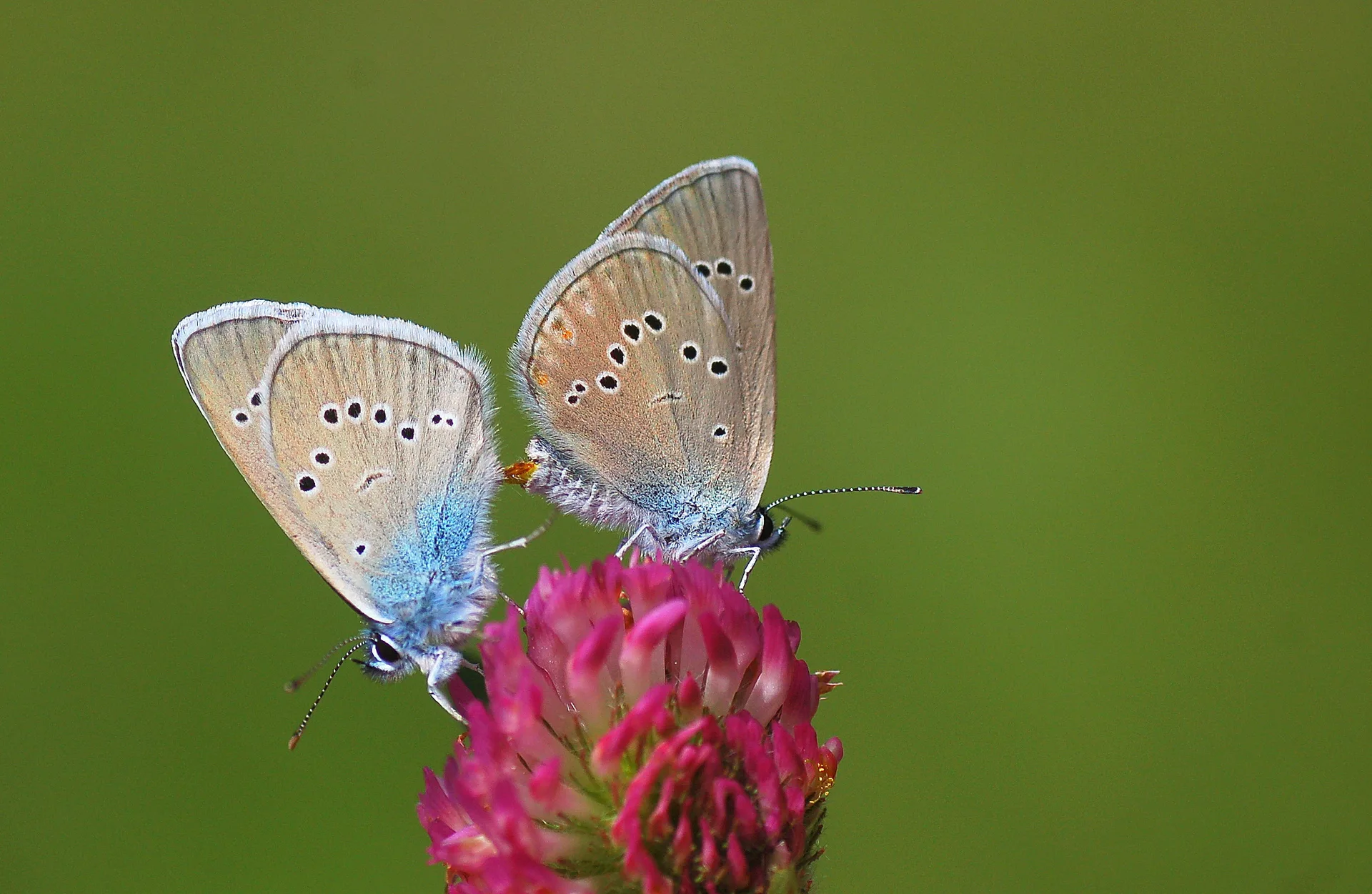 Cyaniris semiargus (Mazarinmavisi) butterfly photo