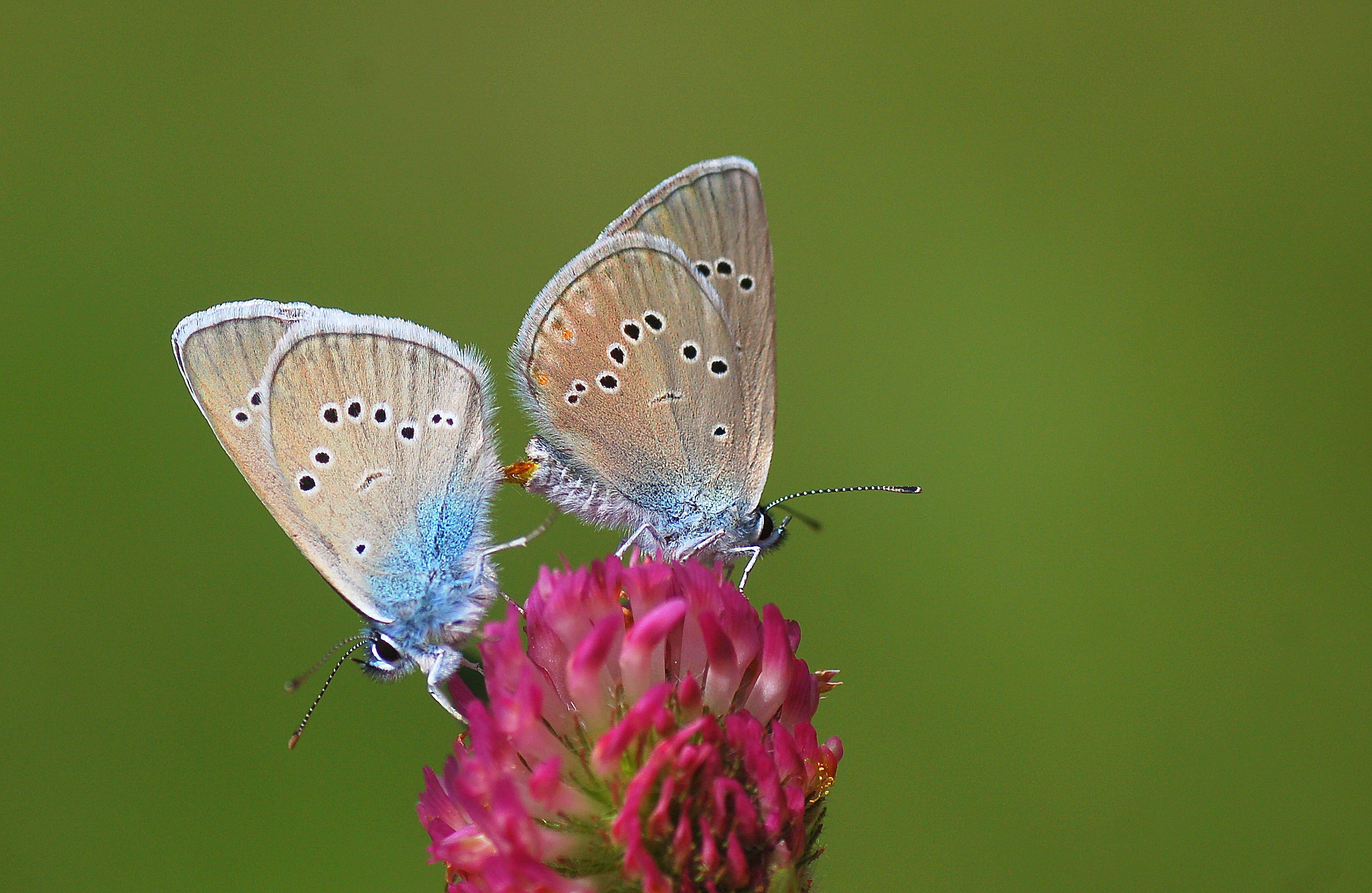 Cyaniris semiargus (Mazarinmavisi) butterfly photo
