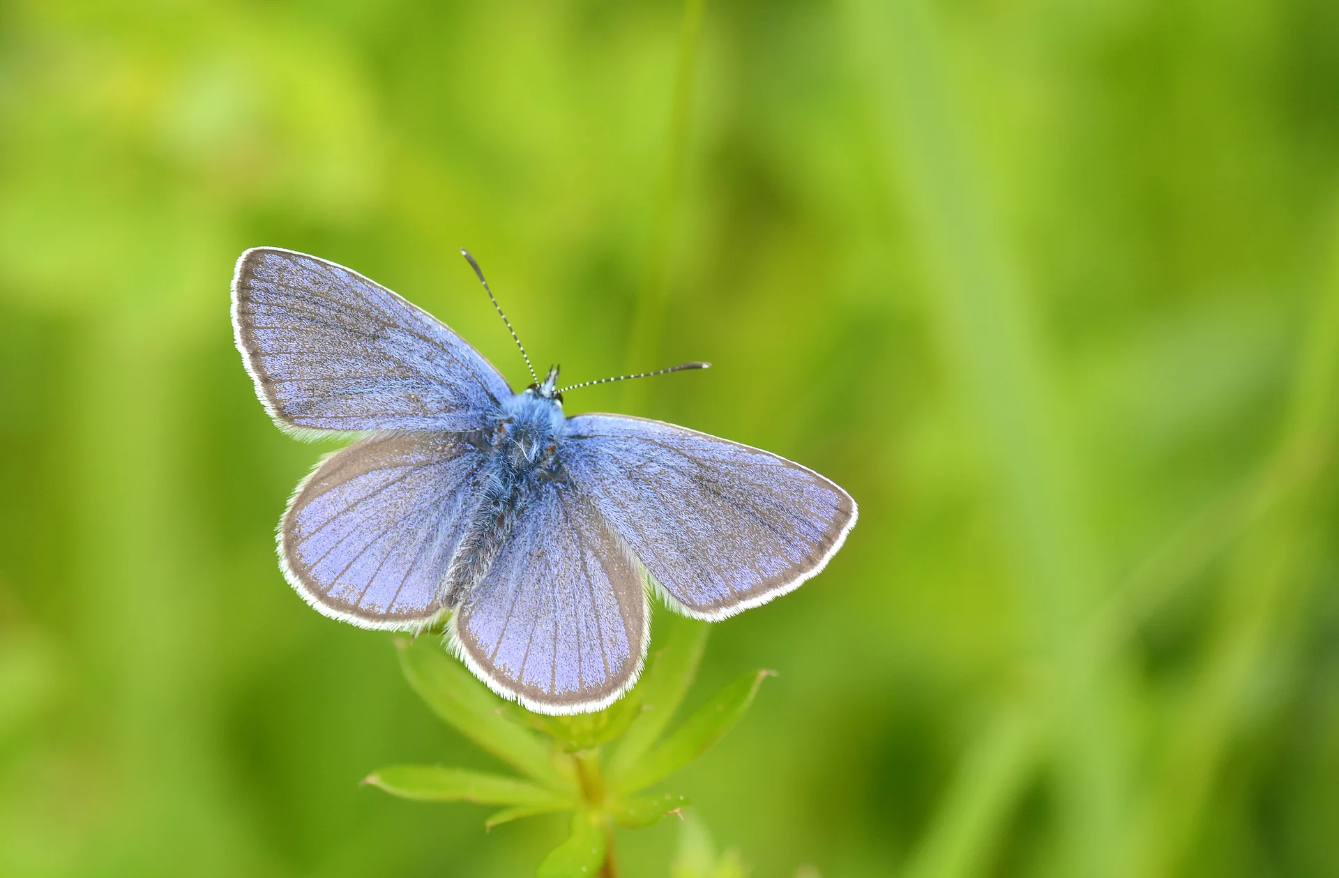 Cyaniris semiargus (Mazarinmavisi) butterfly photo