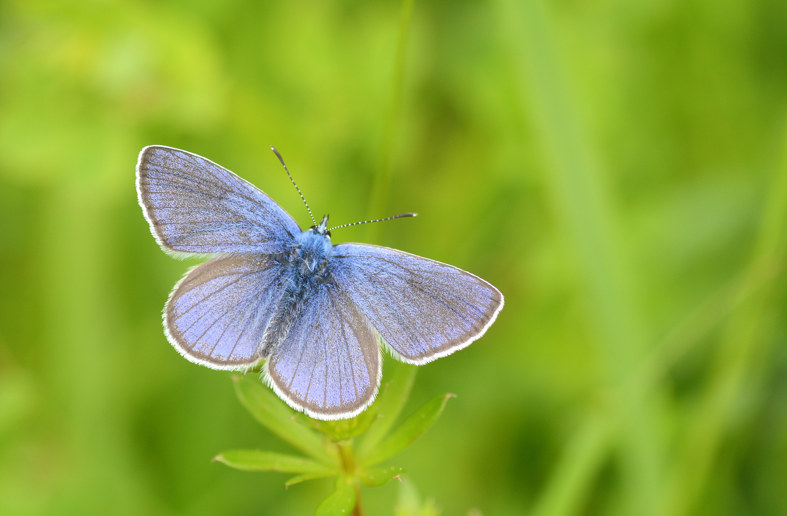 Cyaniris semiargus (Mazarinmavisi) butterfly photo