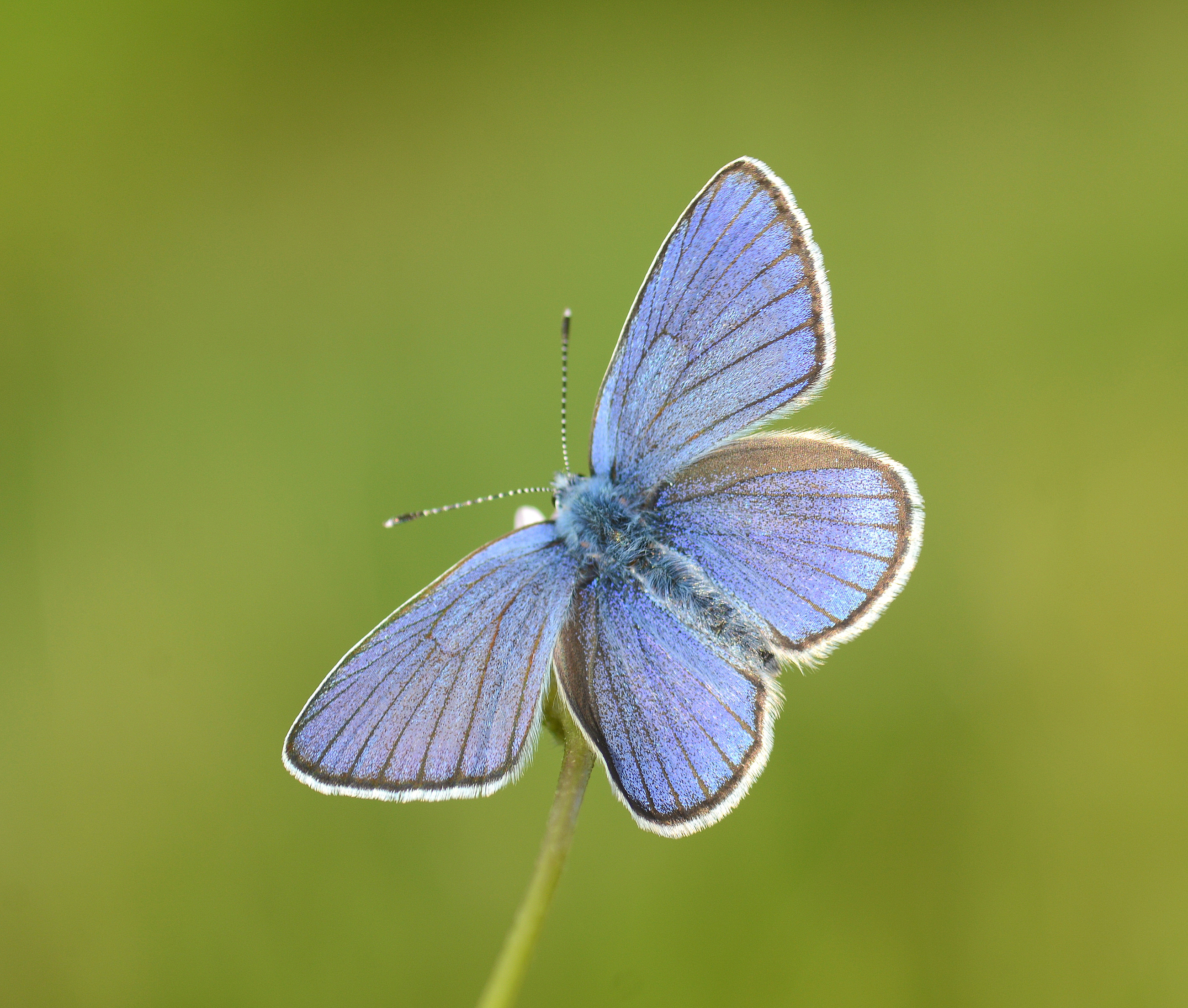 Cyaniris semiargus (Mazarinmavisi) butterfly photo