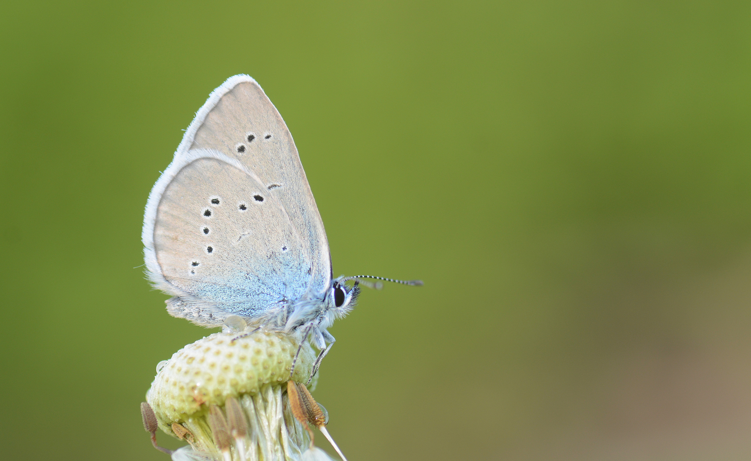 Cyaniris semiargus (Mazarinmavisi) butterfly photo