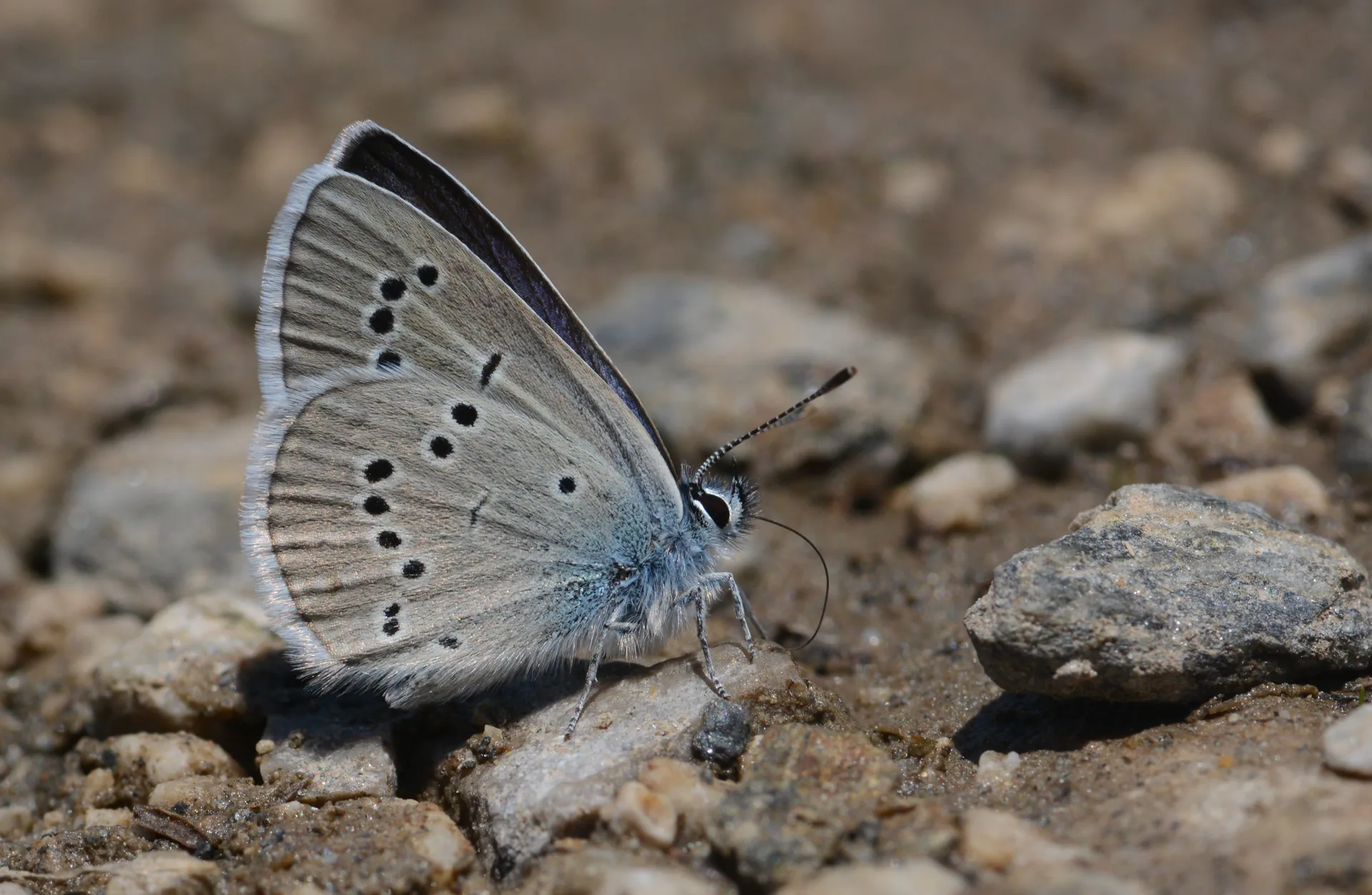 Cyaniris semiargus (Mazarinmavisi) butterfly photo