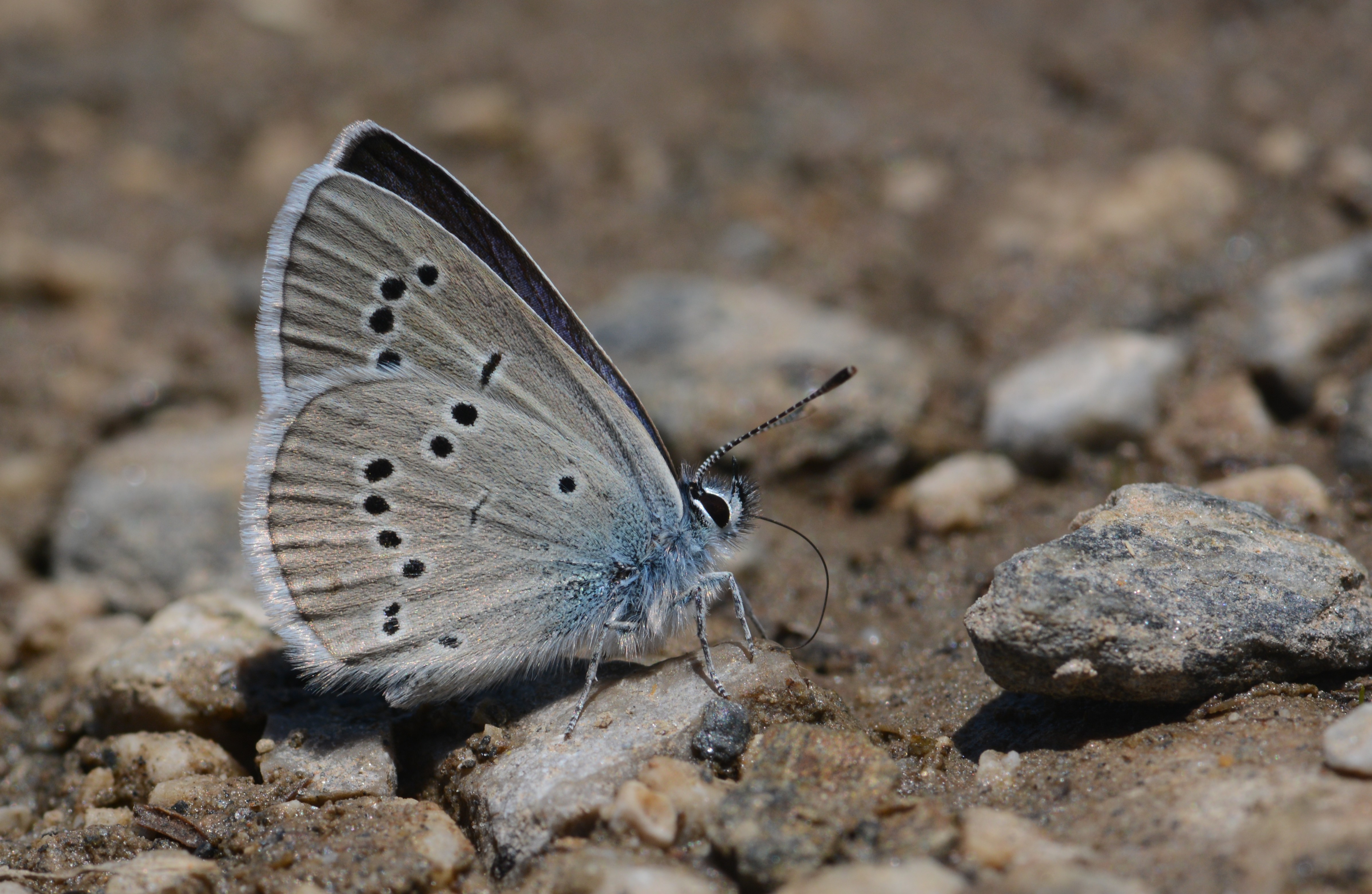 Cyaniris semiargus (Mazarinmavisi) butterfly photo