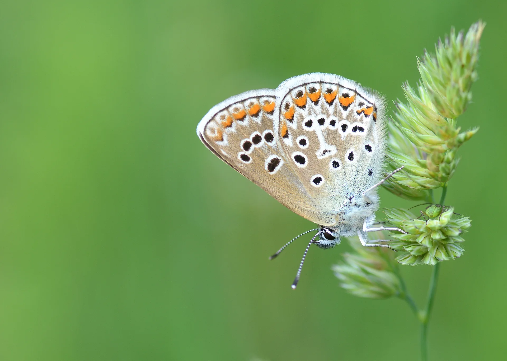 Eumedonia eumedon (Çokgözlü Geraniummavisi) butterfly photo