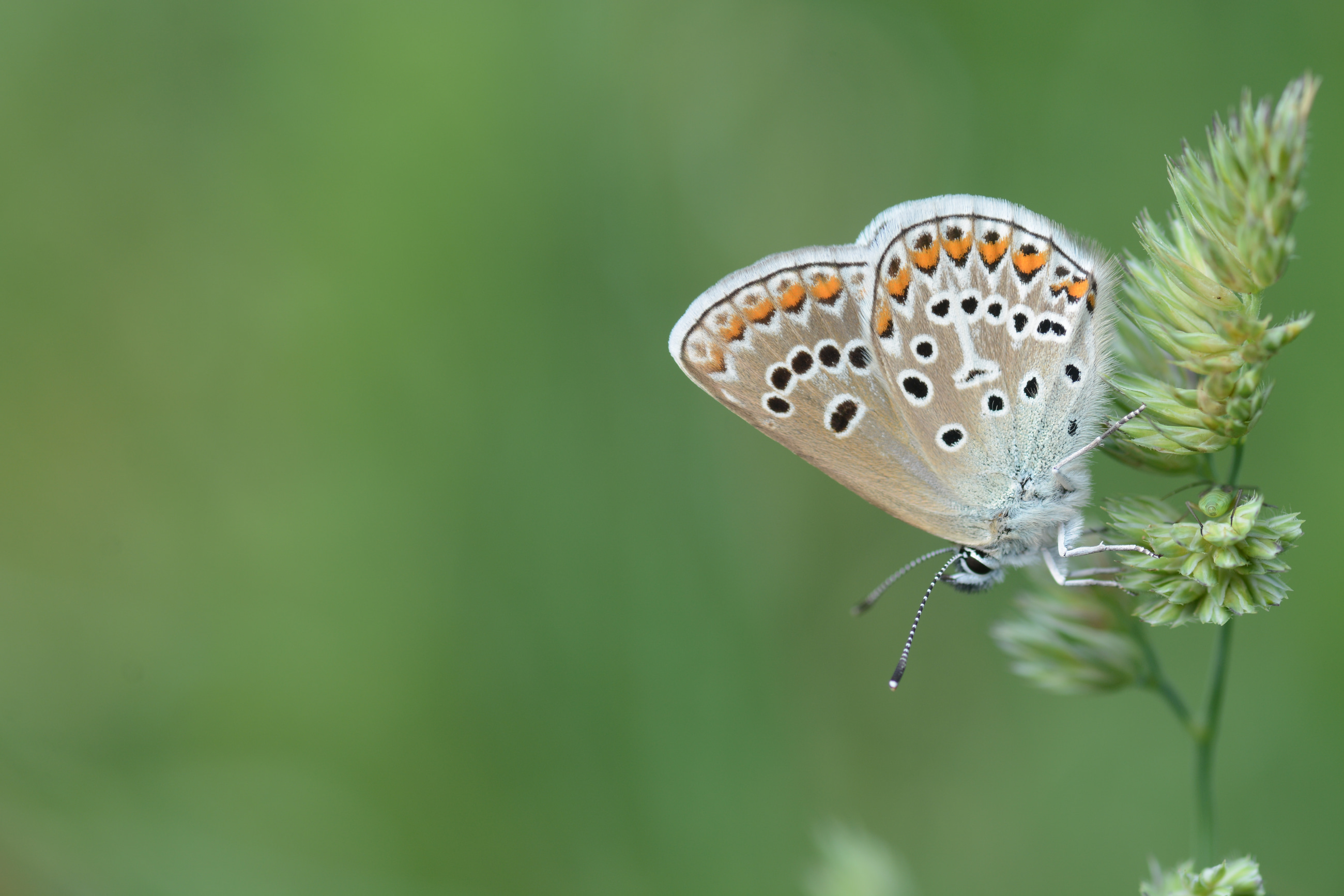 Eumedonia eumedon (Çokgözlü Geraniummavisi) butterfly photo