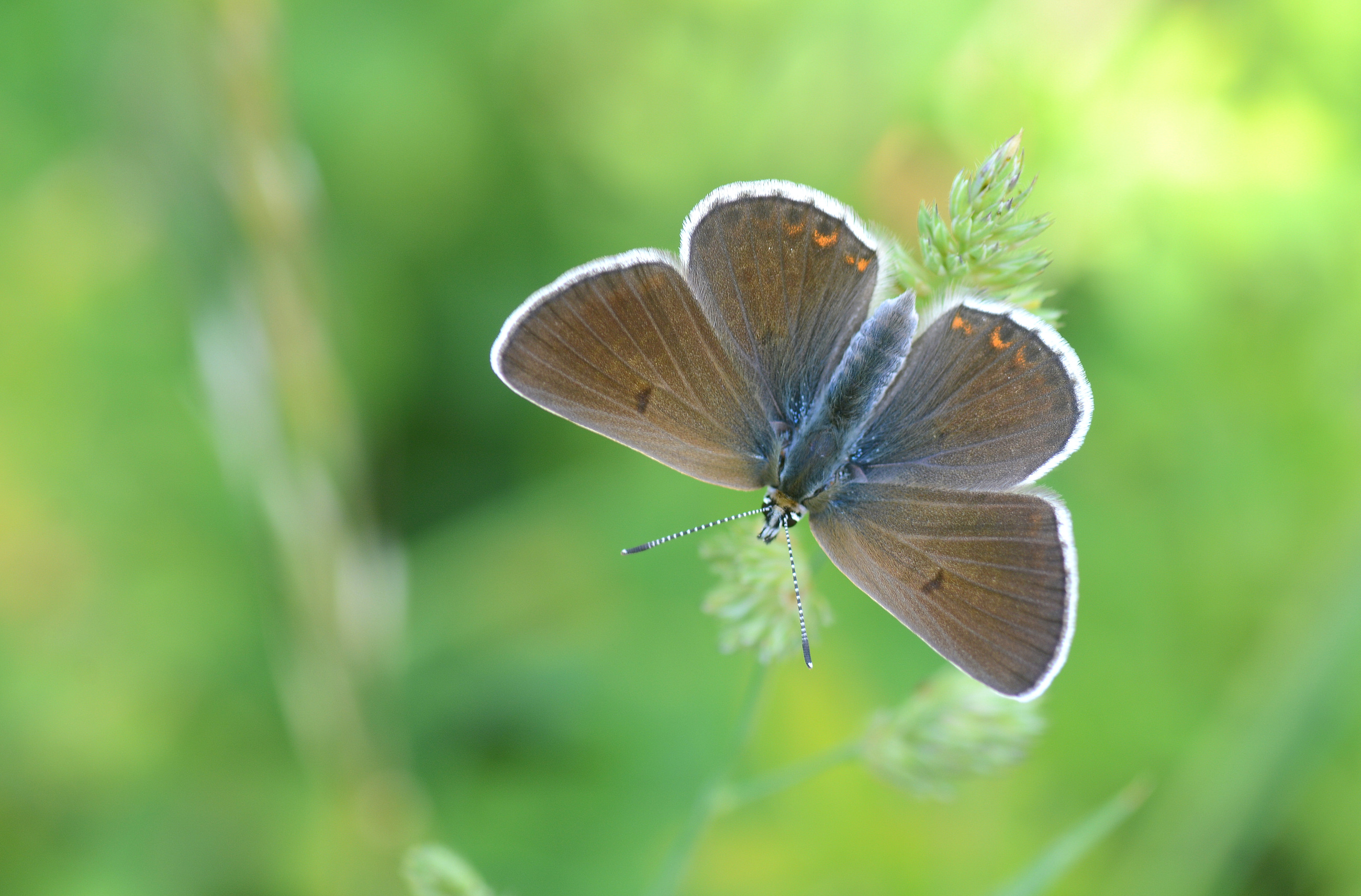 Eumedonia eumedon (Çokgözlü Geraniummavisi) butterfly photo