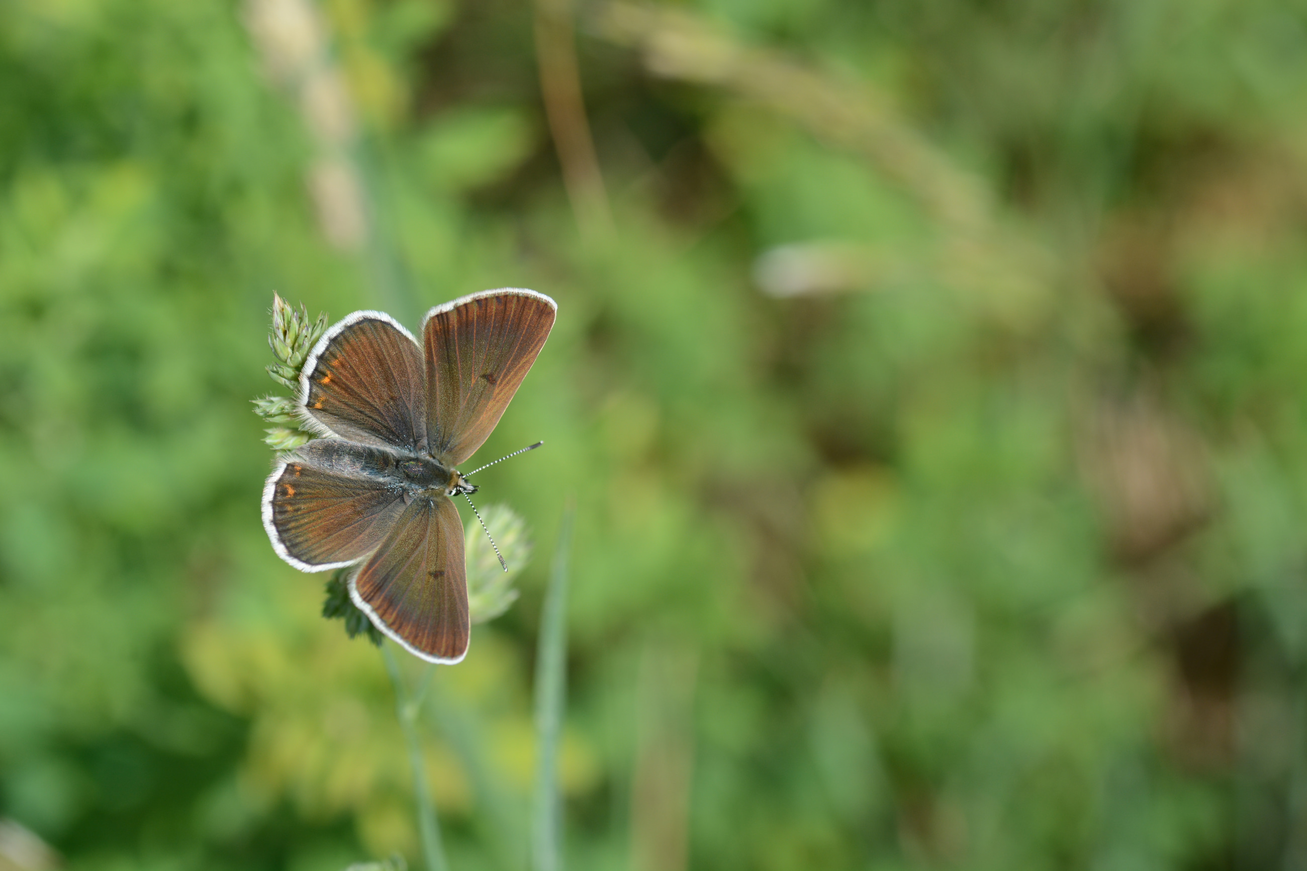 Eumedonia eumedon (Çokgözlü Geraniummavisi) butterfly photo