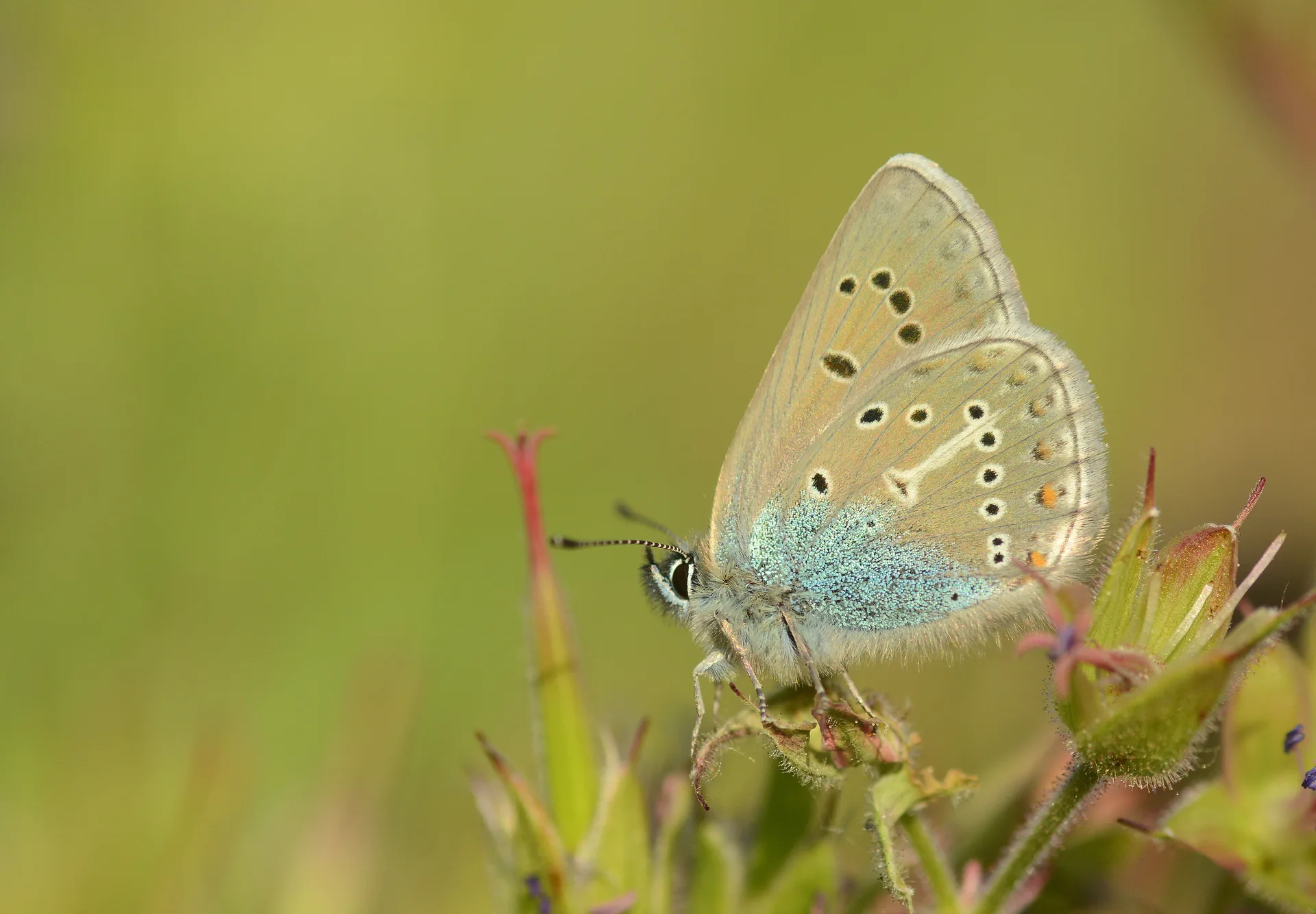 Eumedonia eumedon (Ã‡okgÃ¶zlÃ¼ Geraniummavisi) butterfly photo