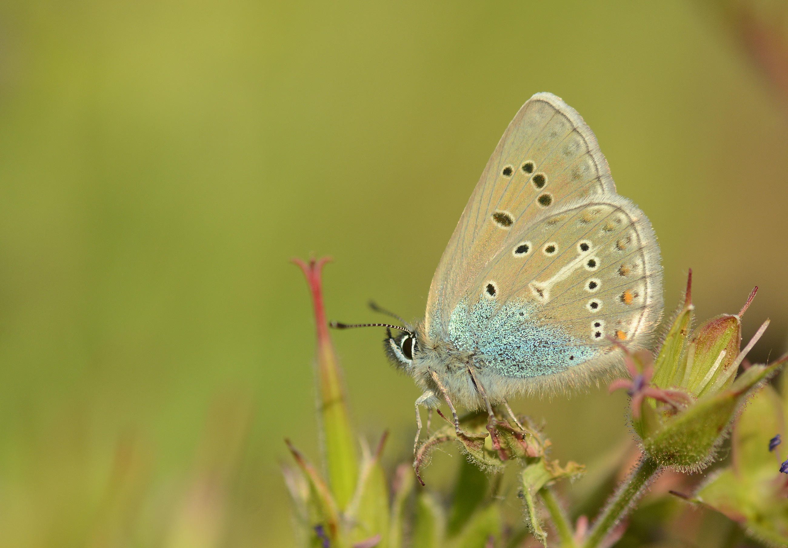 Eumedonia eumedon (Çokgözlü Geraniummavisi) butterfly photo