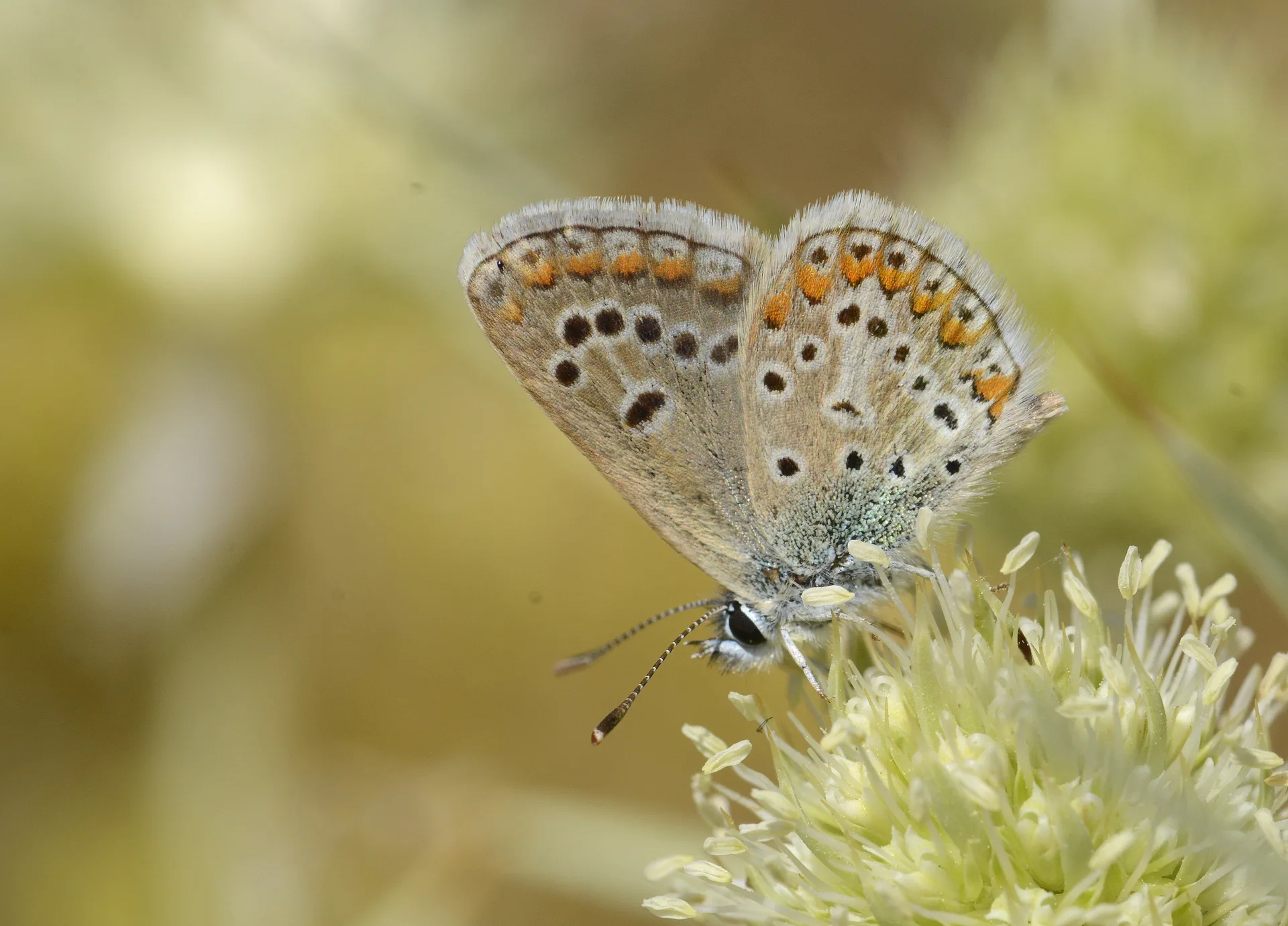 Eumedonia eumedon (Ã‡okgÃ¶zlÃ¼ Geraniummavisi) butterfly photo