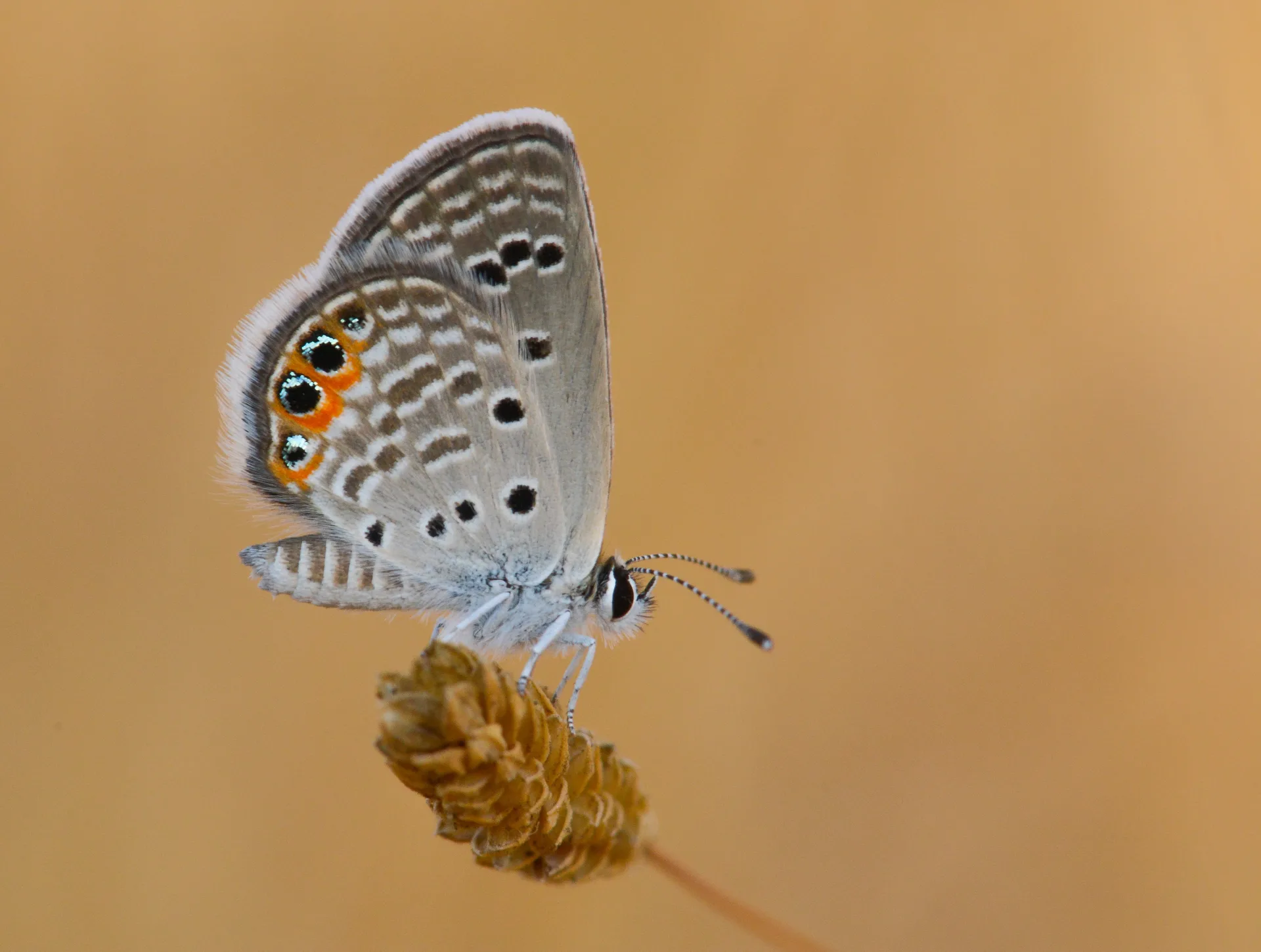 Freyeria trochylus (Mücevherkelebeği) butterfly photo