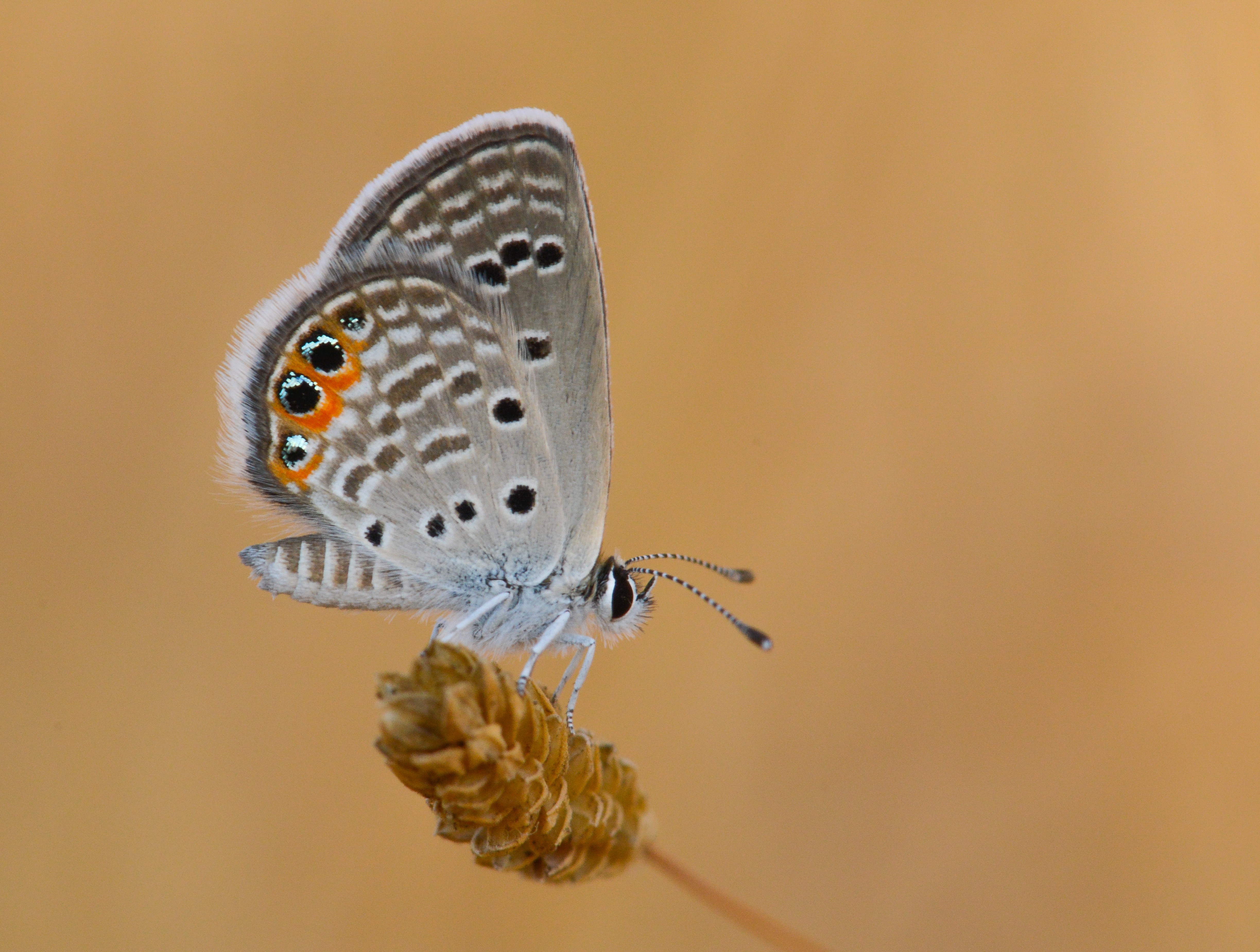 Freyeria trochylus (Mücevherkelebeği) butterfly photo