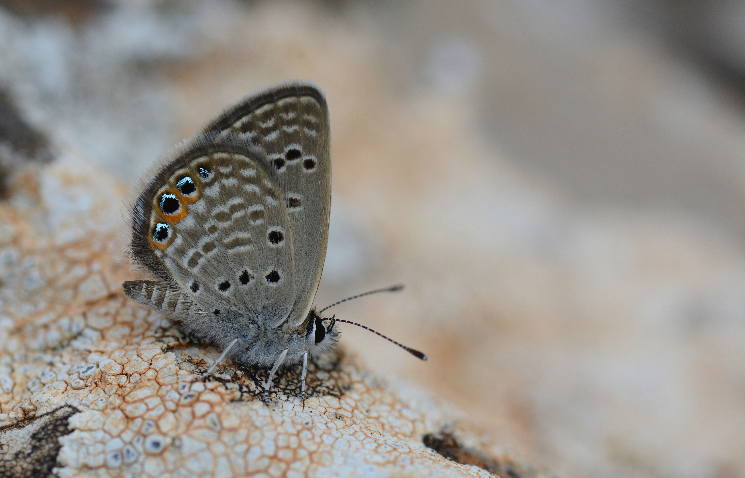 Freyeria trochylus (Mücevherkelebeği) butterfly photo