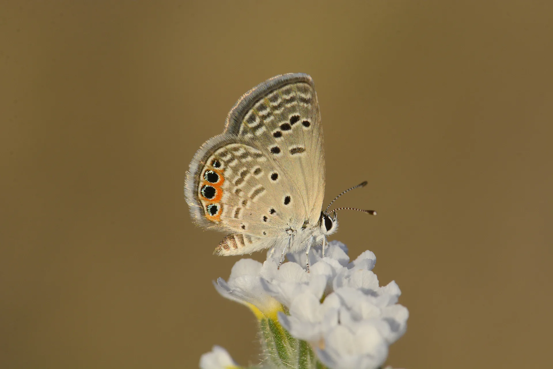 Freyeria trochylus (MÃ¼cevherkelebeÄŸi) butterfly photo
