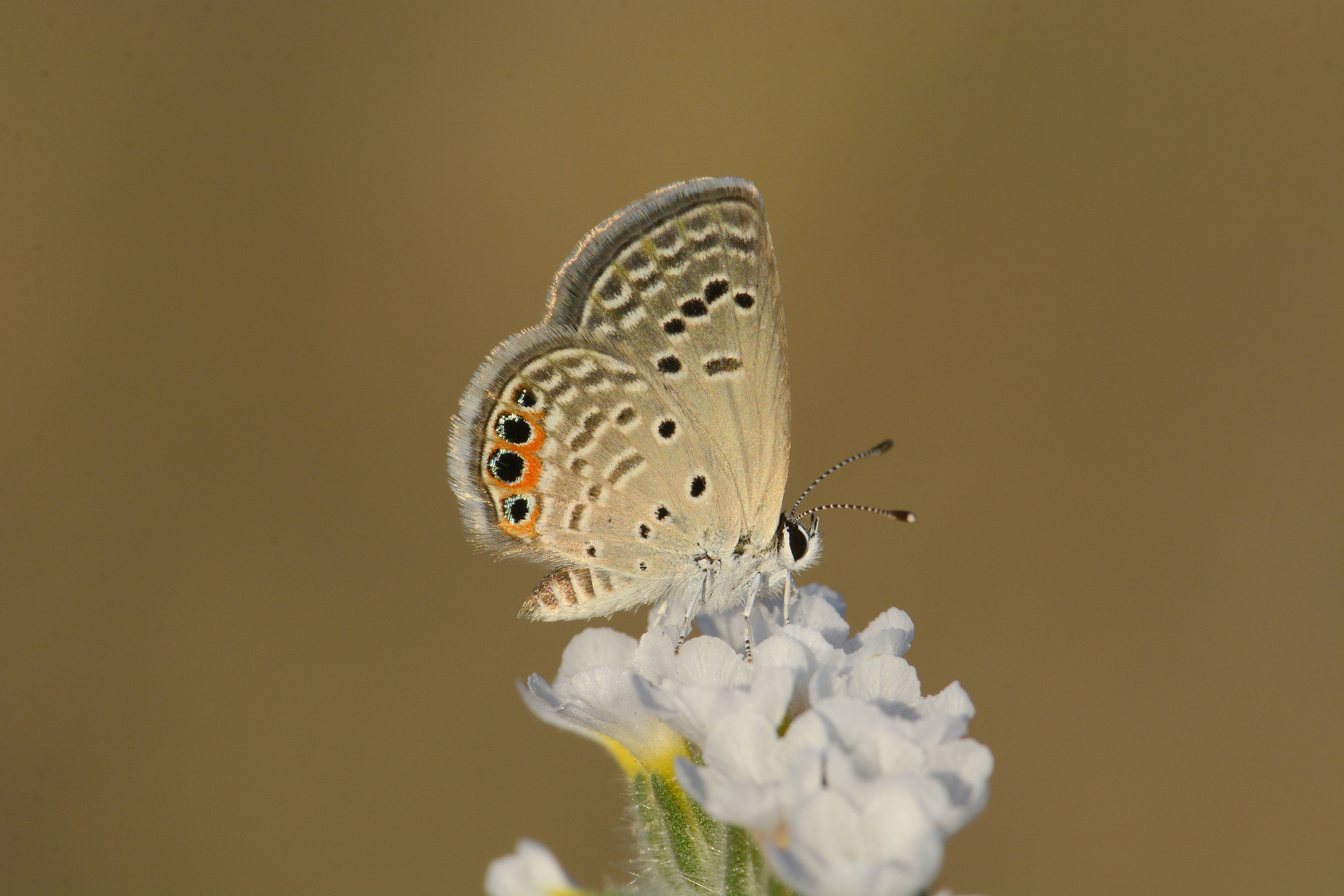 Freyeria trochylus (Mücevherkelebeği) butterfly photo