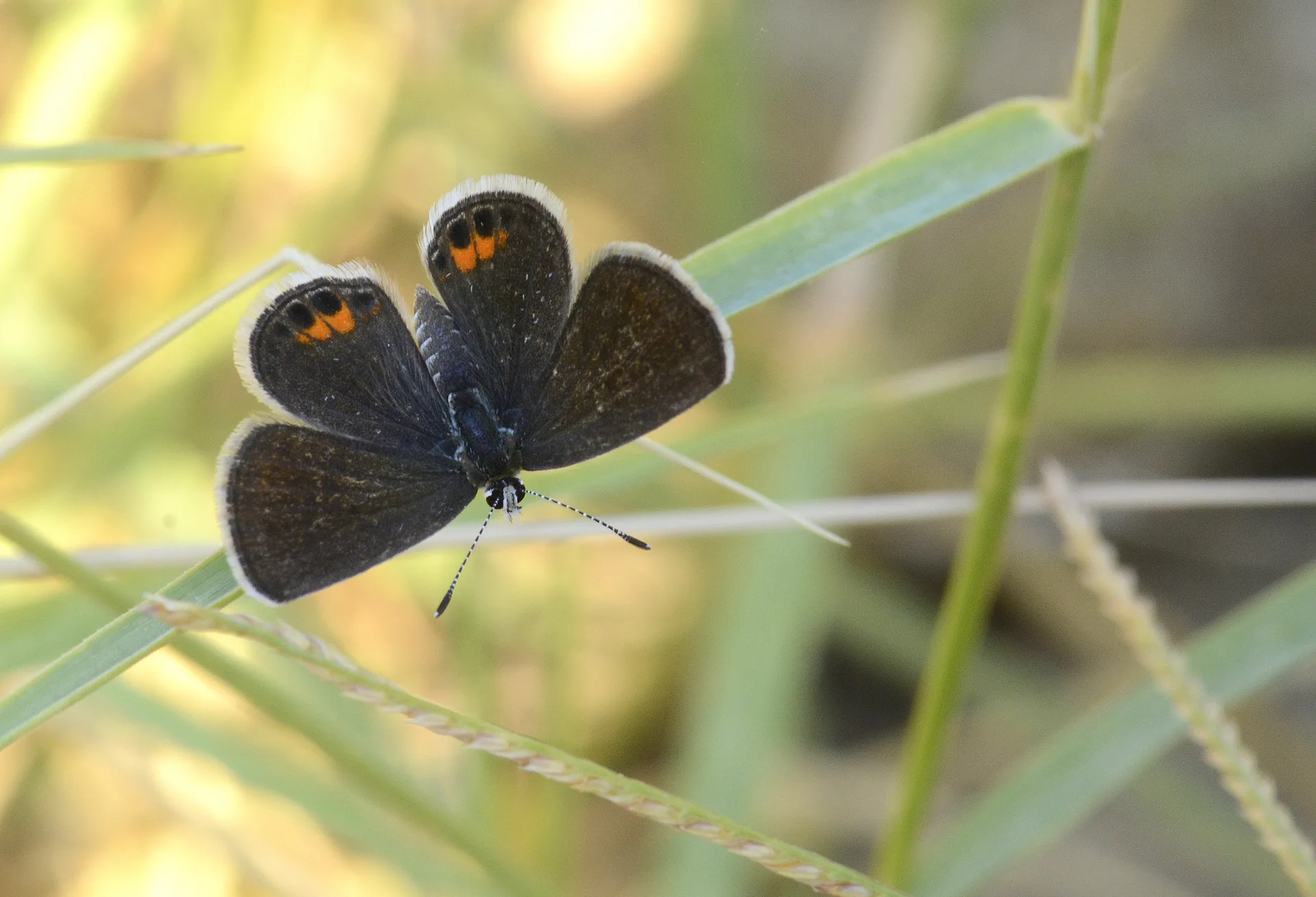 Freyeria trochylus (MÃ¼cevherkelebeÄŸi) butterfly photo